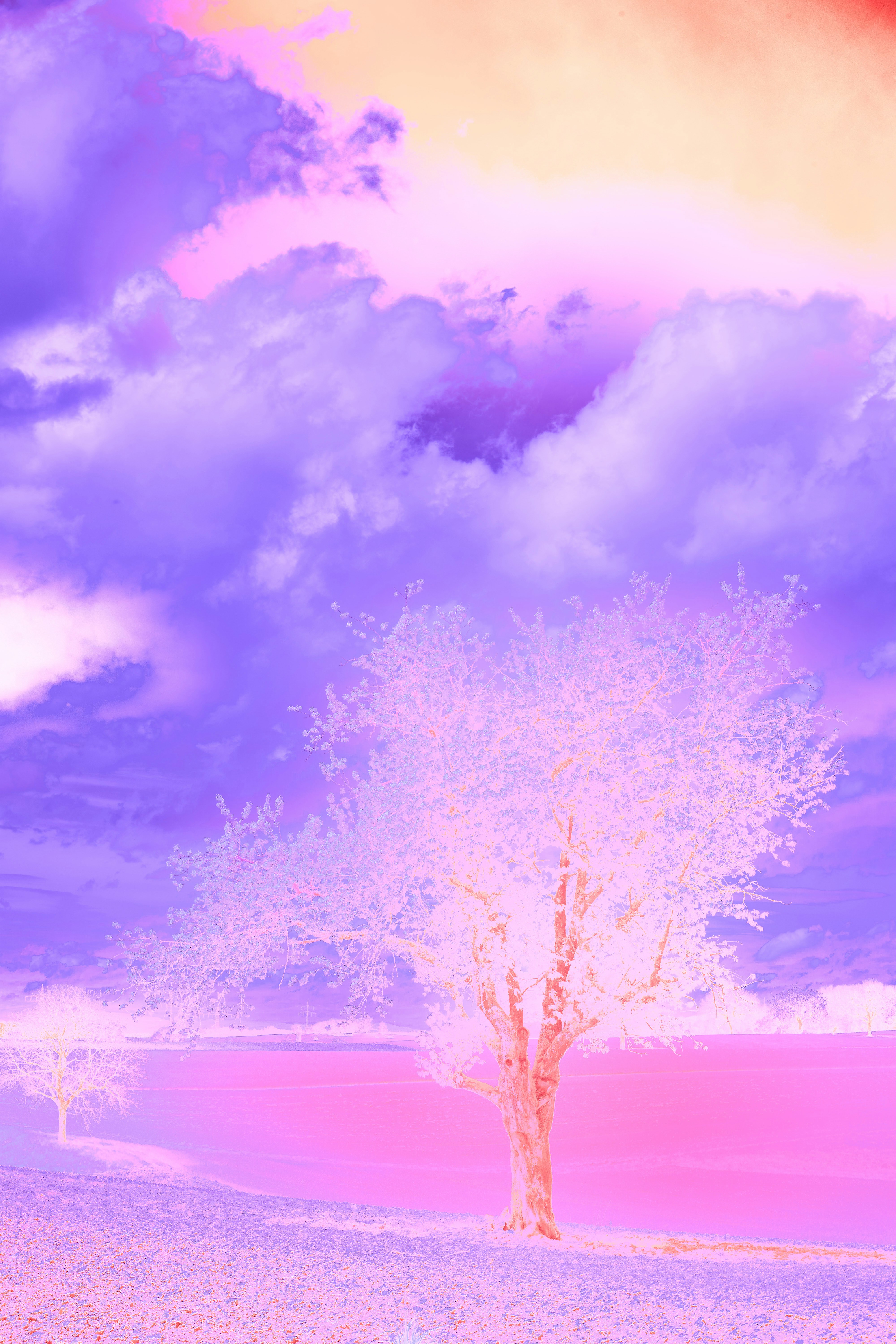 Photo by wolfgang_hasselmann