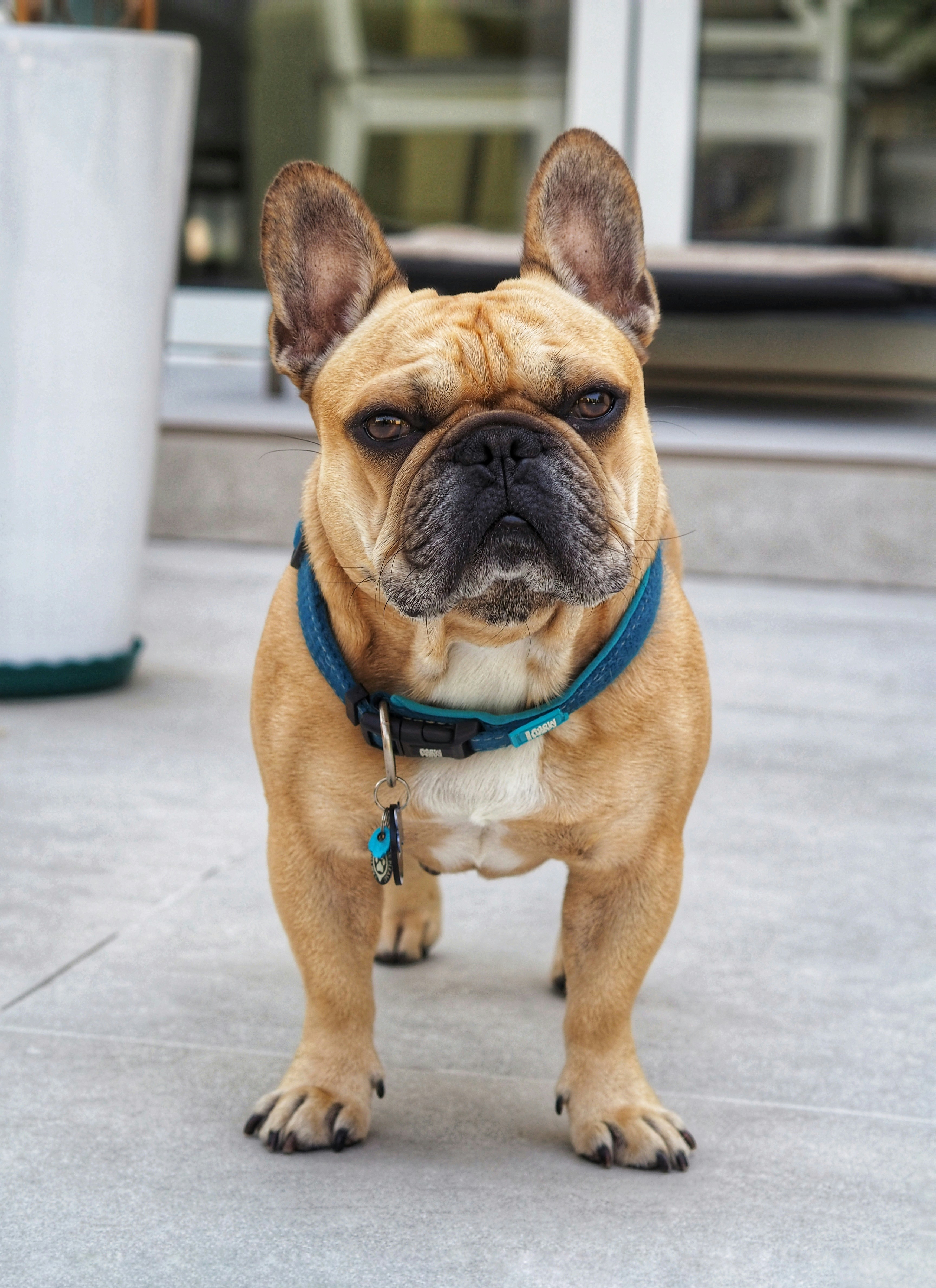 A small brown dog standing on top of a sidewalk