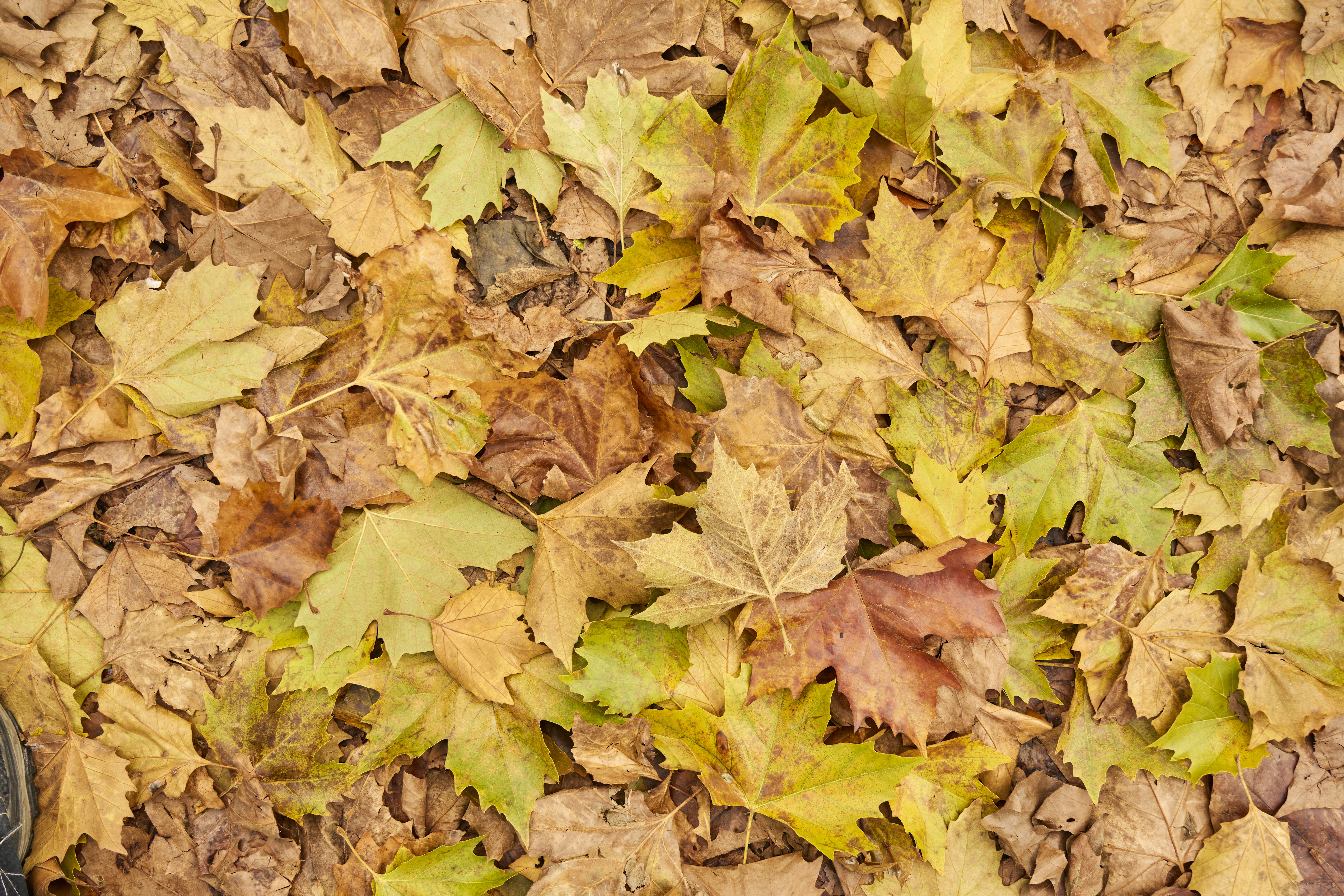 Photo by wolfgang_hasselmann