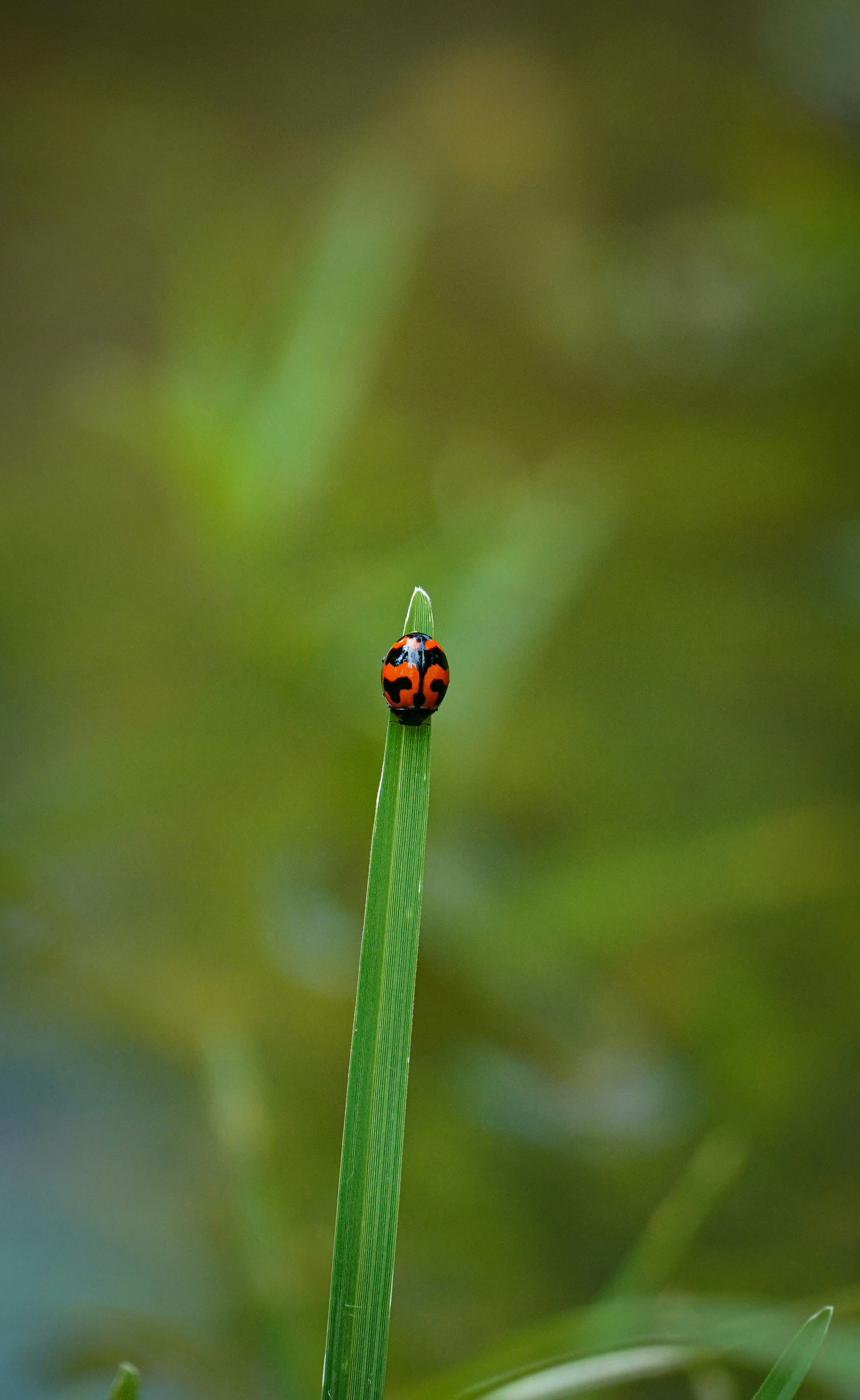 Photo by syamraj_sivarajan