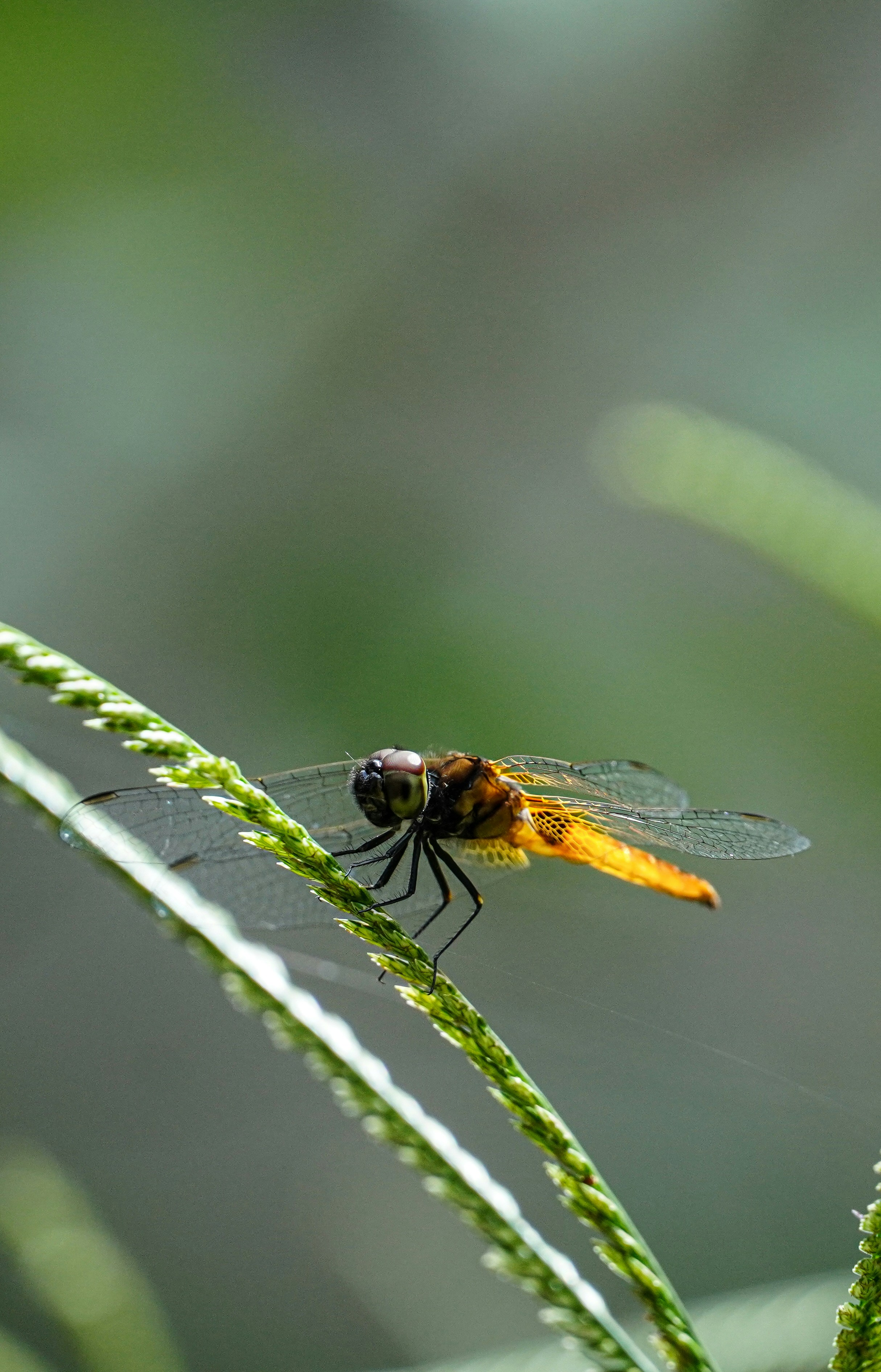 Photo by syamraj_sivarajan