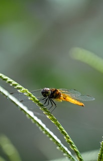 Фина светулка, кацнала върху яркозелено стръкче трева, уловила тих момент от нощта.
