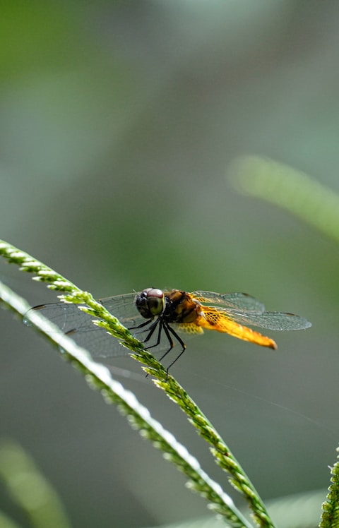 Фина светулка, кацнала върху яркозелено стръкче трева, уловила тих момент от нощта.