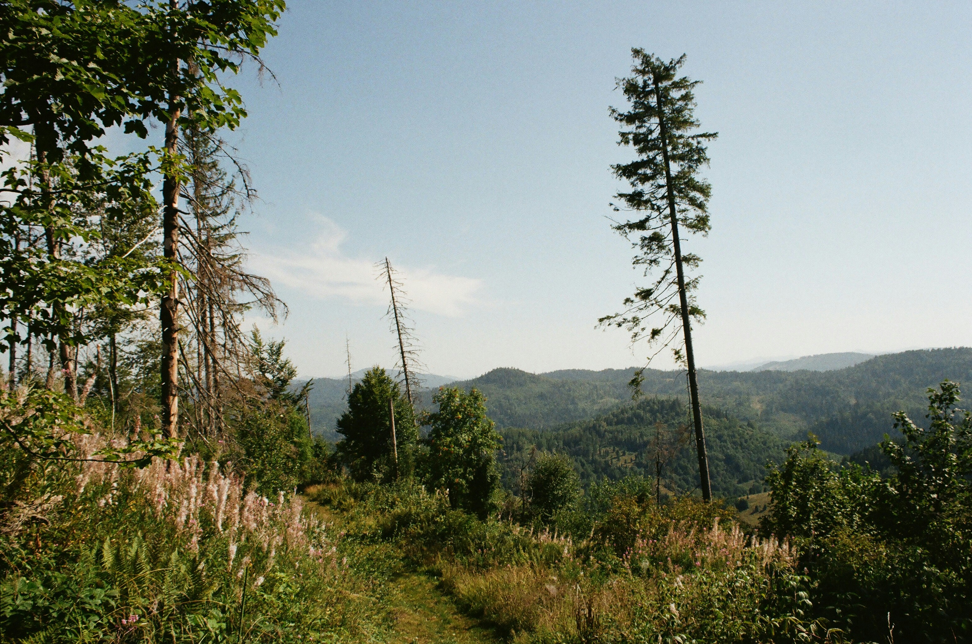 A dirt path in the middle of a forest