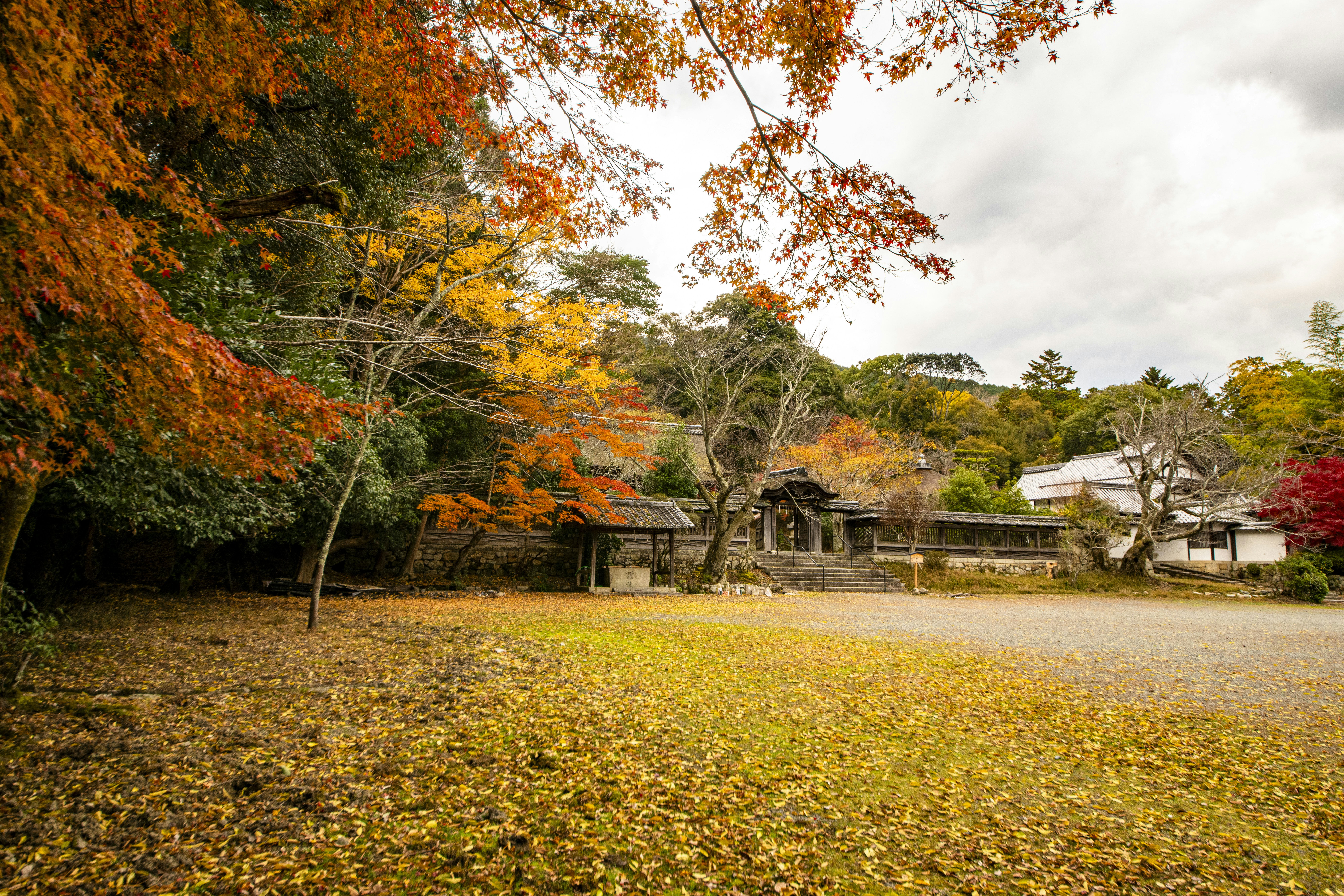 Traditional Japanese temple garden with koi pond, maple trees in autumn orange, peaceful evening light