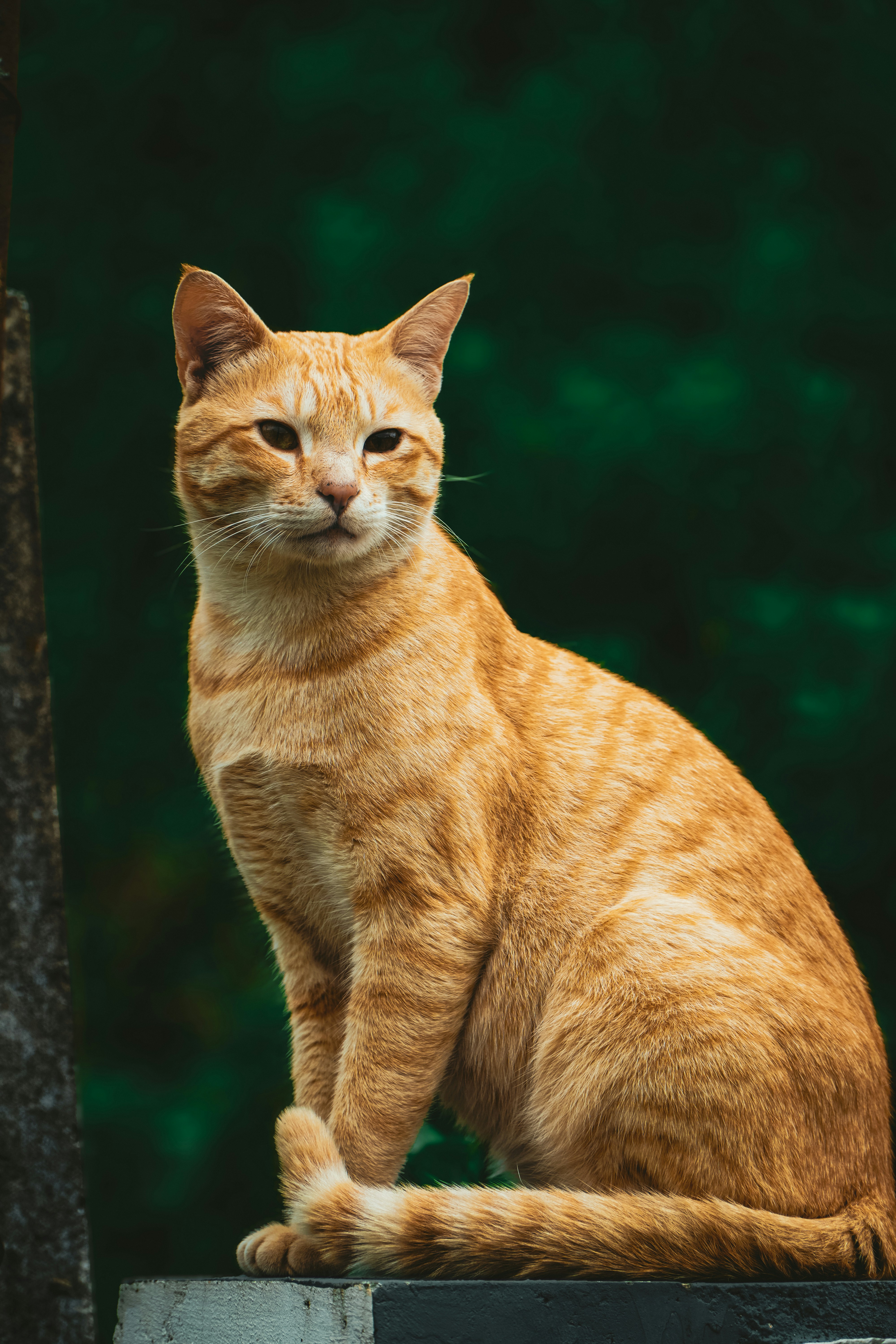 An orange cat sitting on top of a wooden box