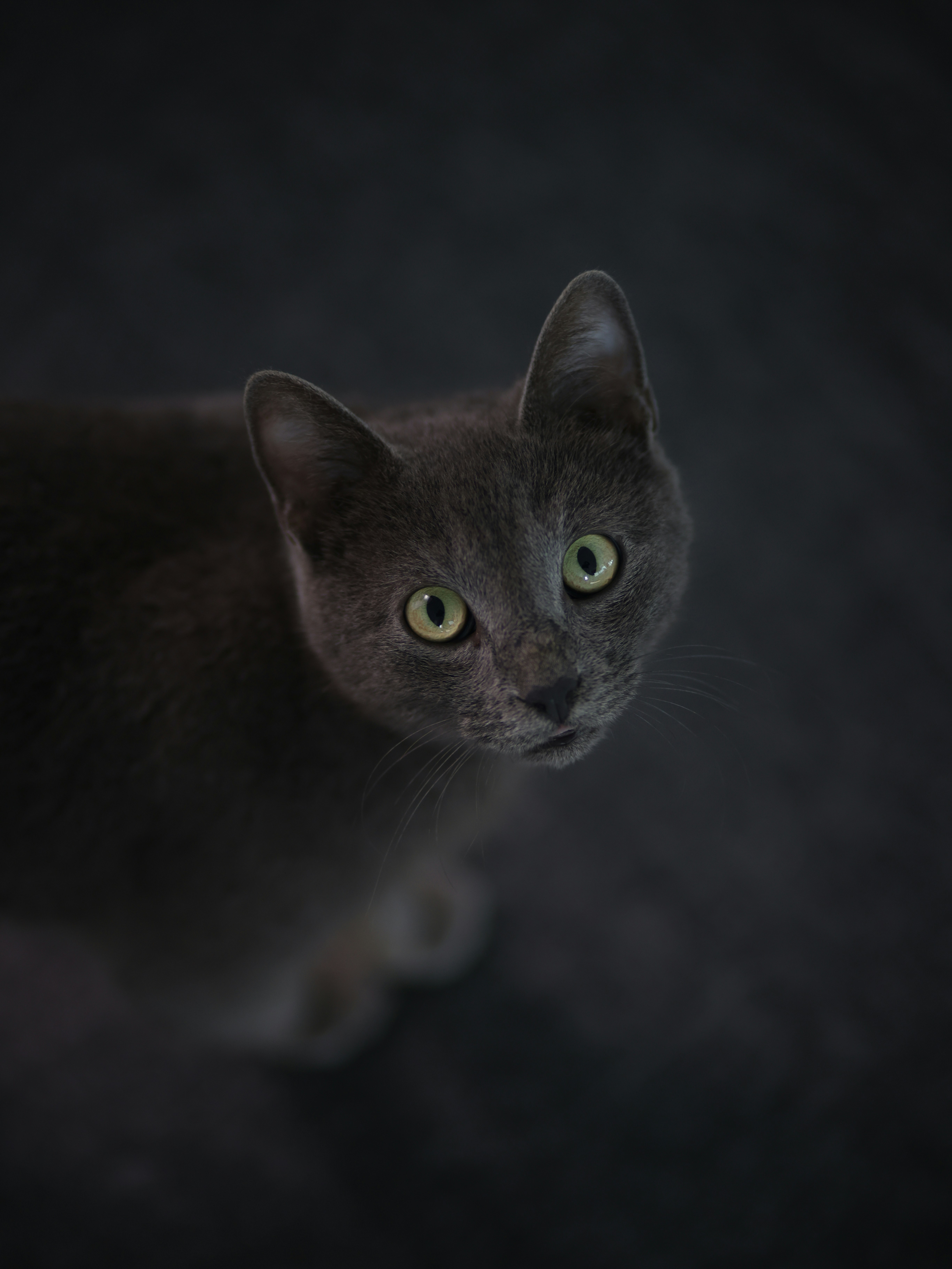 A black cat with green eyes staring at the camera