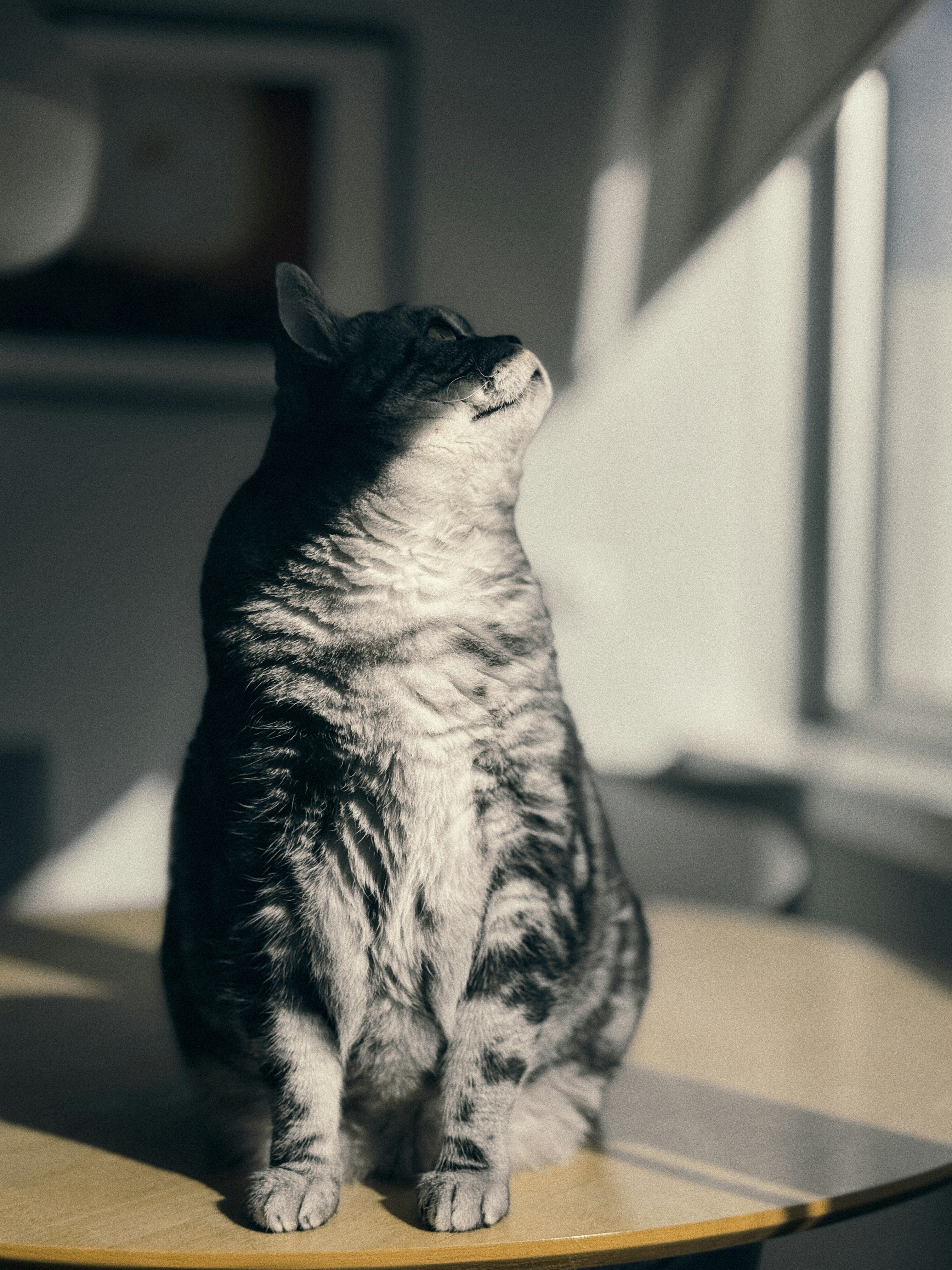 A cat sitting on top of a wooden table