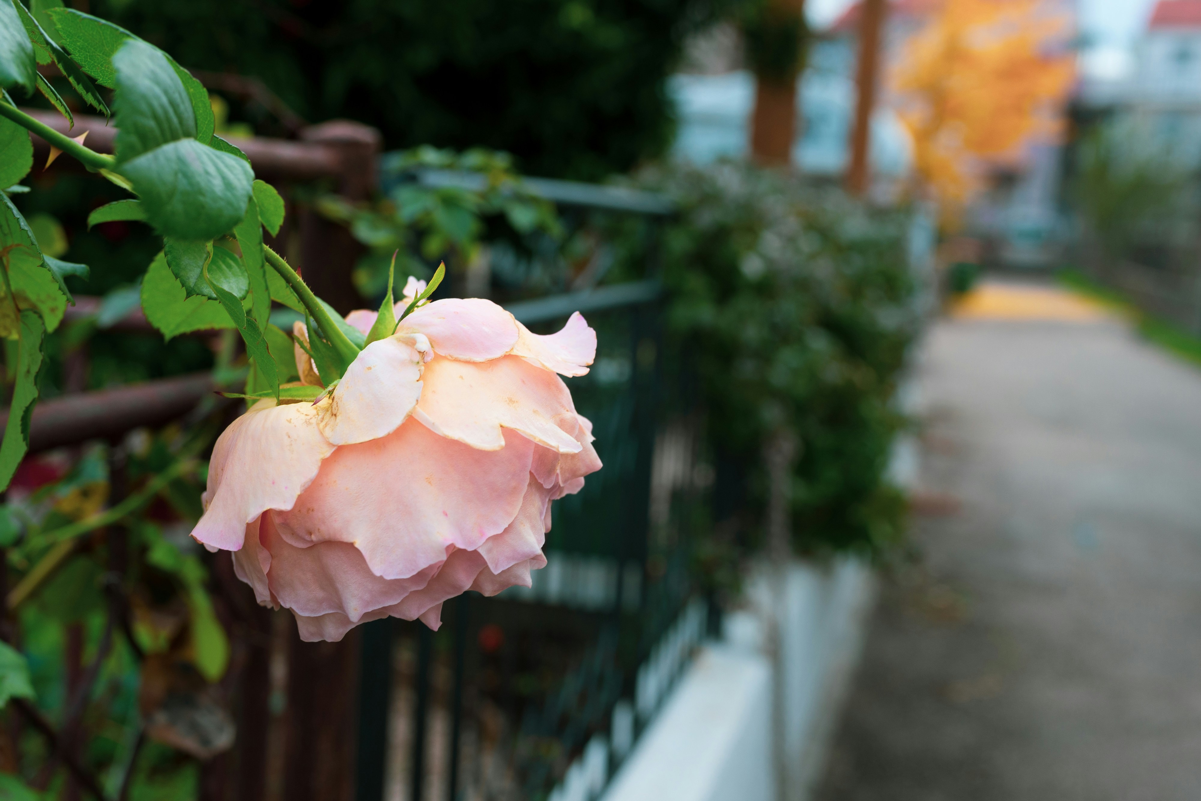 A pink rose is hanging on a fence