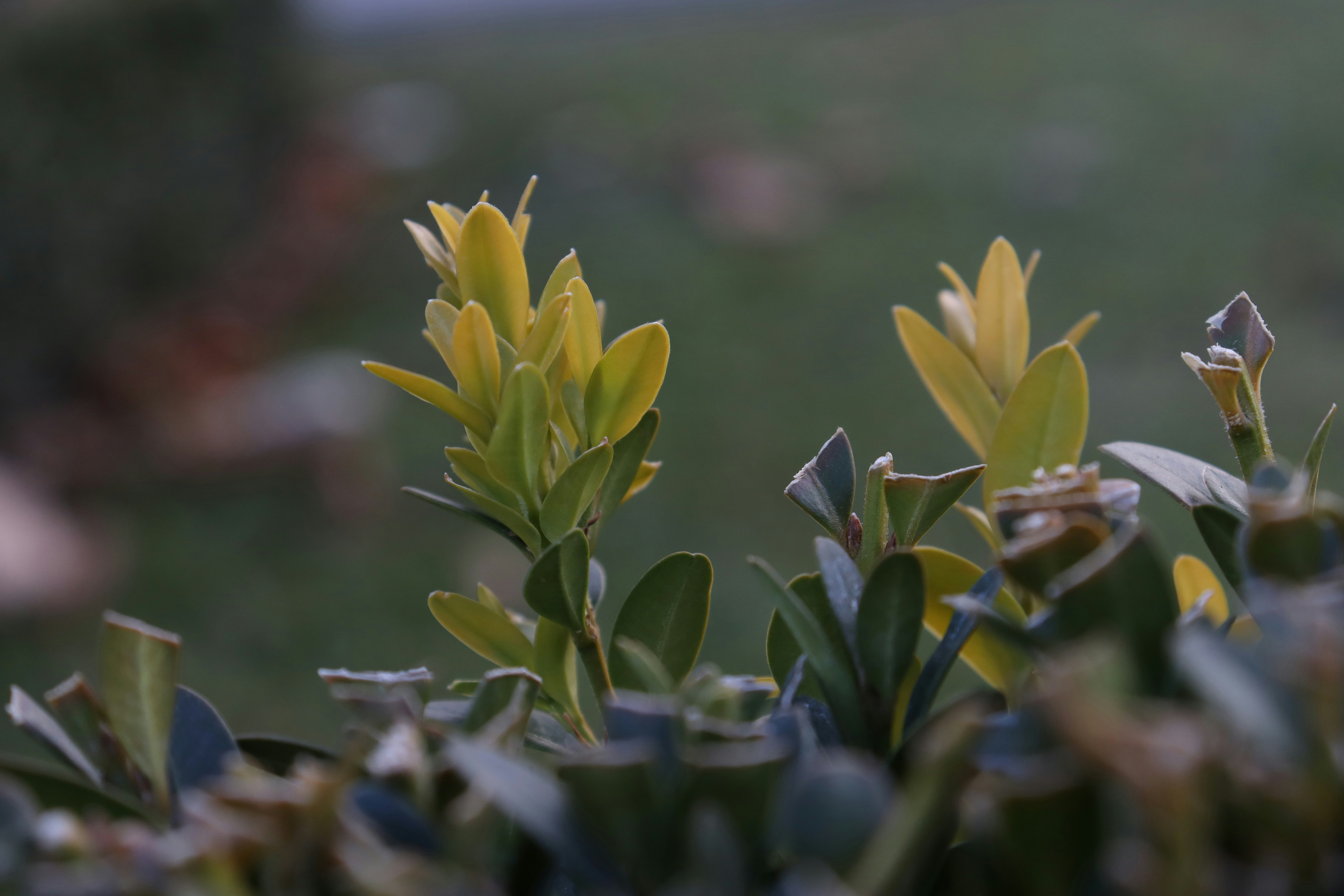 A blurry picture of a bush with yellow flowers