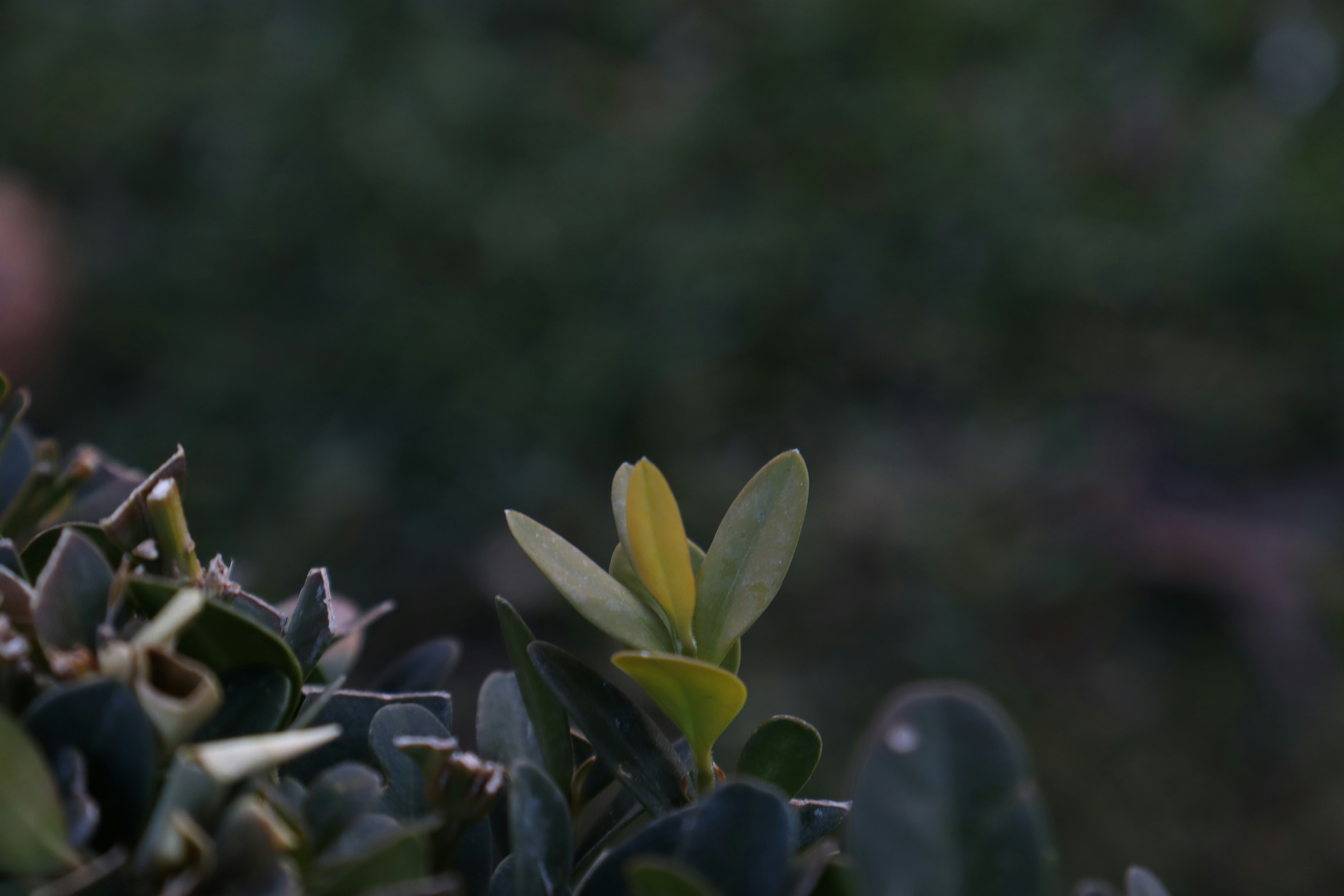 A close up of a plant with a blurry background