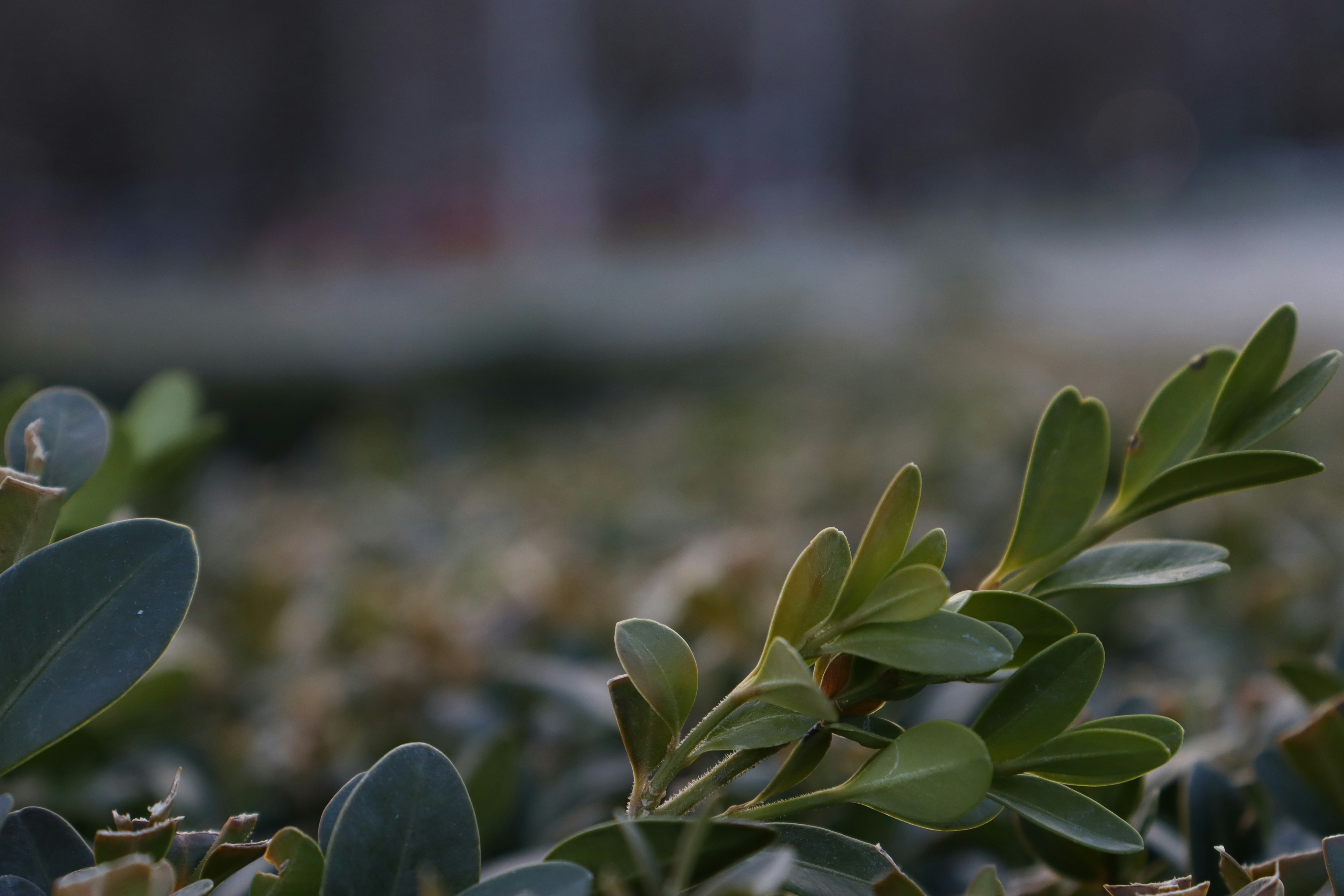 A close up of a plant with green leaves