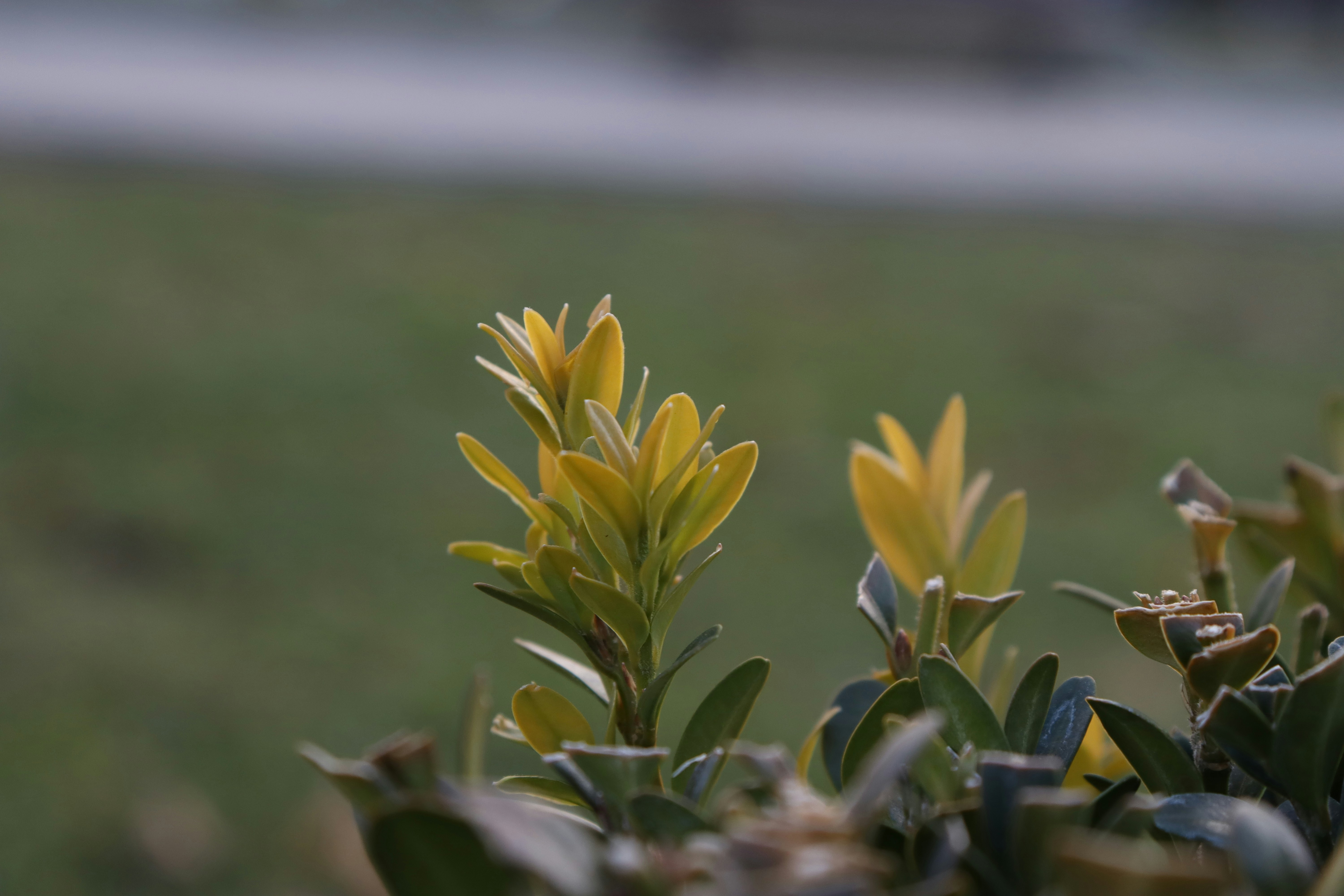 A close up of a plant with yellow flowers