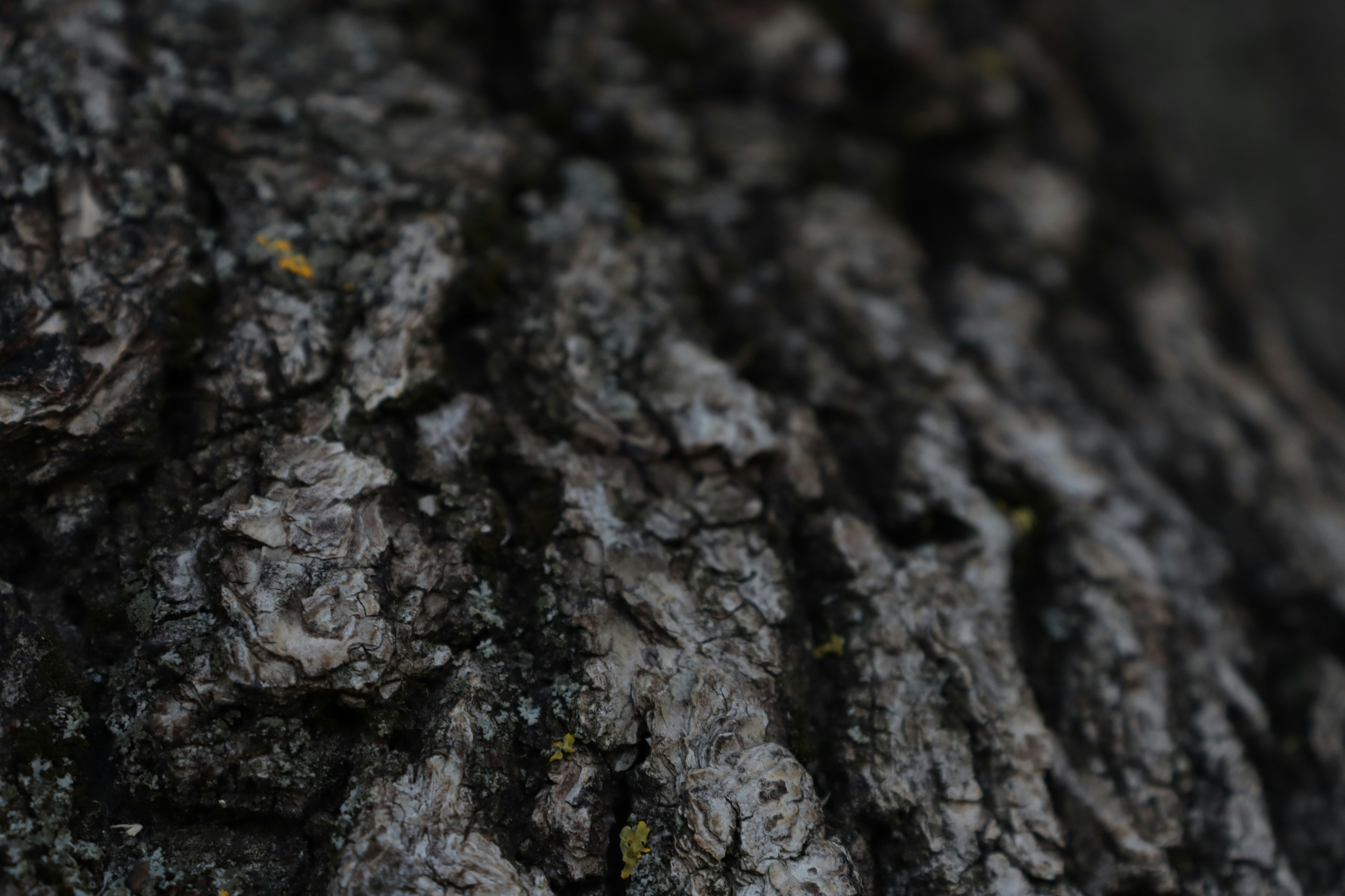 Photo by bored_mongoose