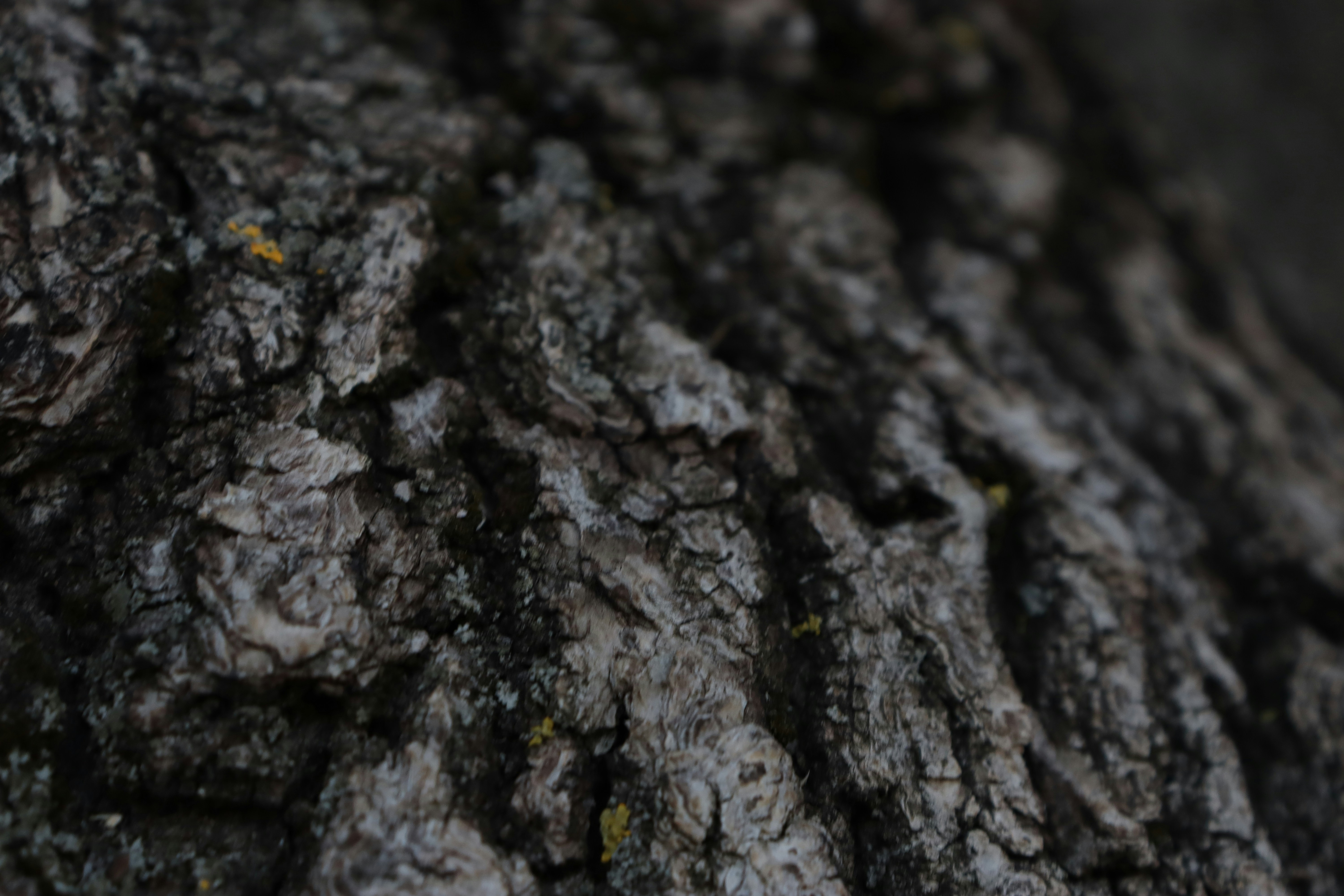 Photo by bored_mongoose