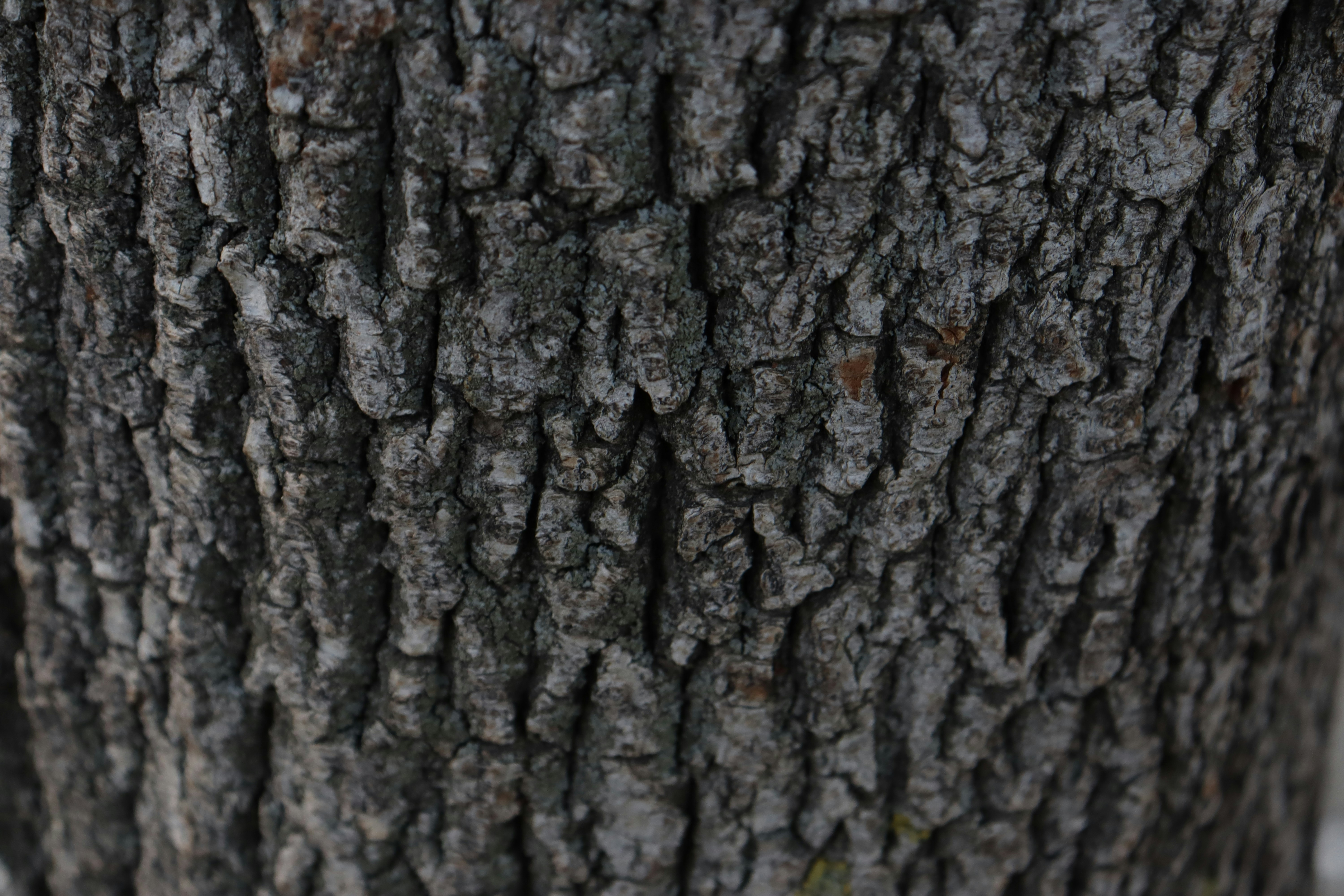 Photo by bored_mongoose