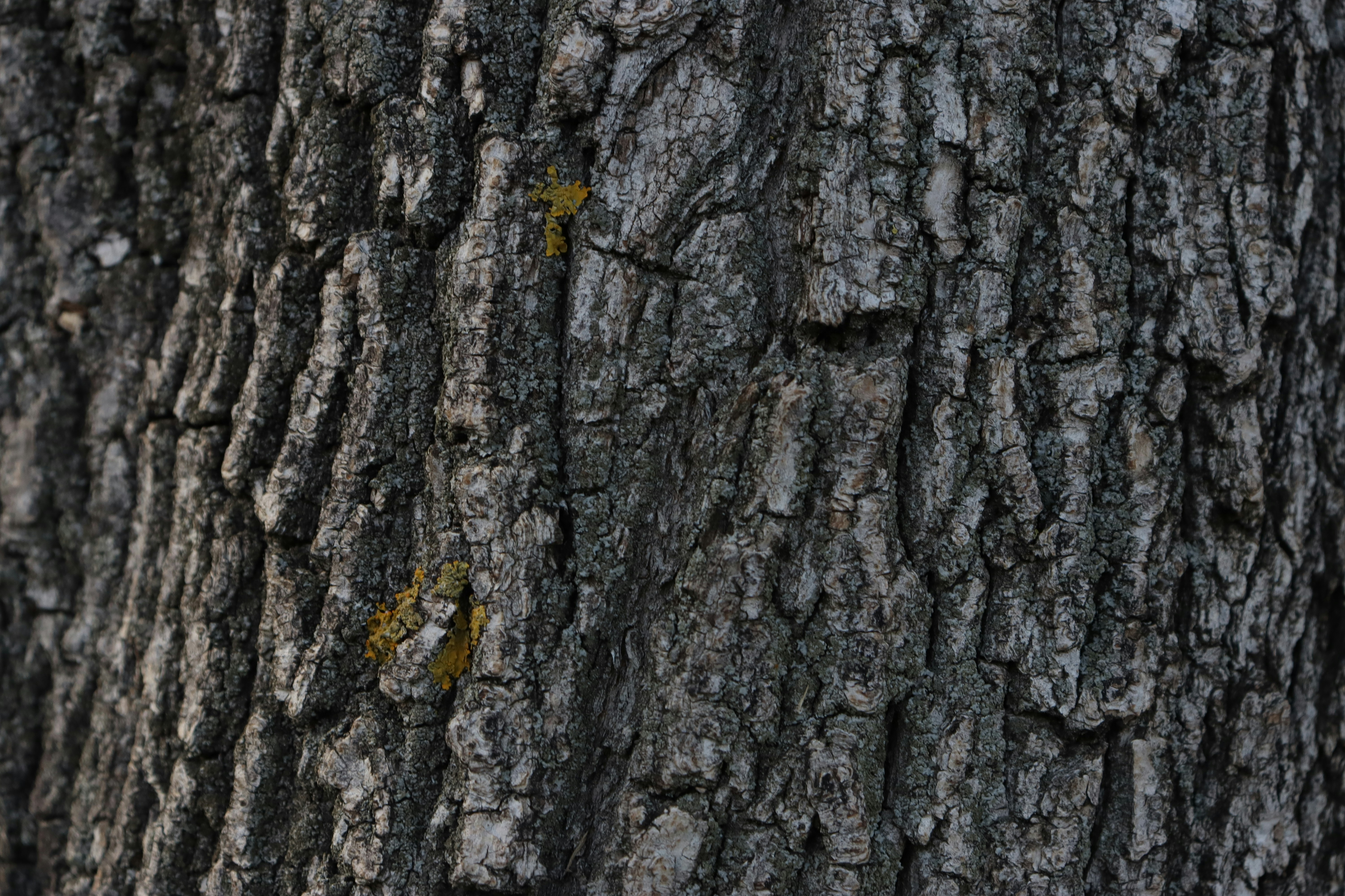 Photo by bored_mongoose