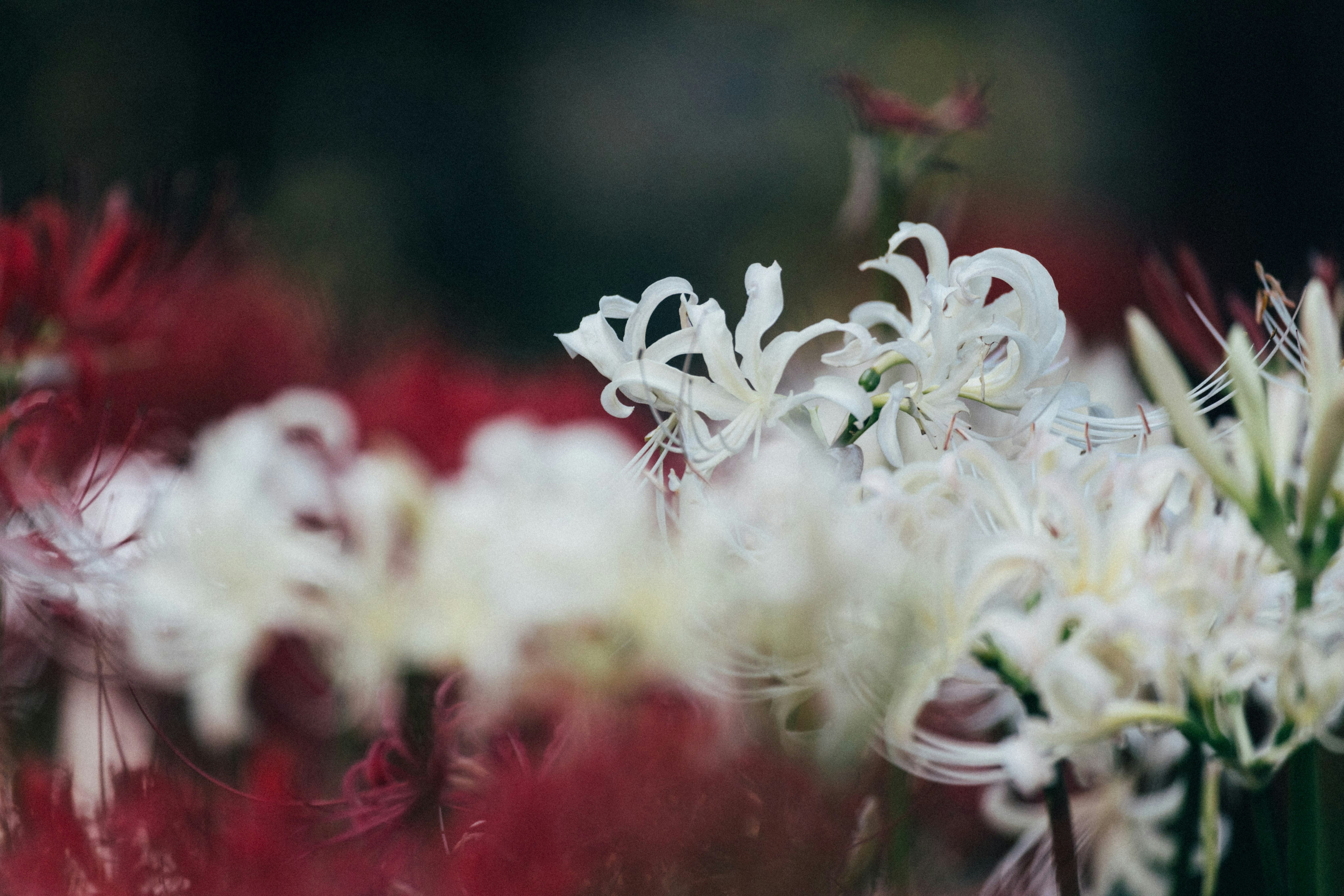 Photo by tsuyoshikozu