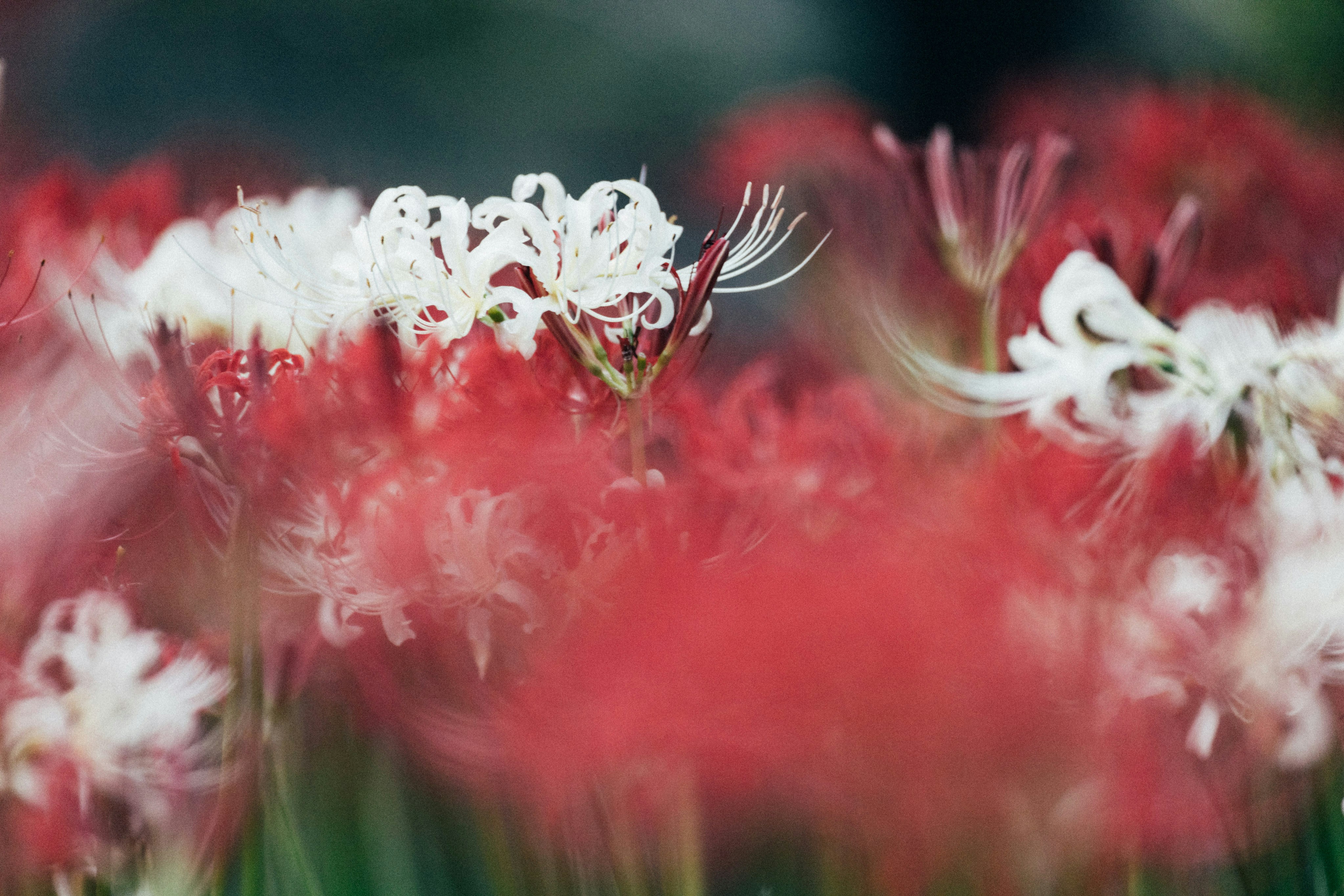 Photo by tsuyoshikozu