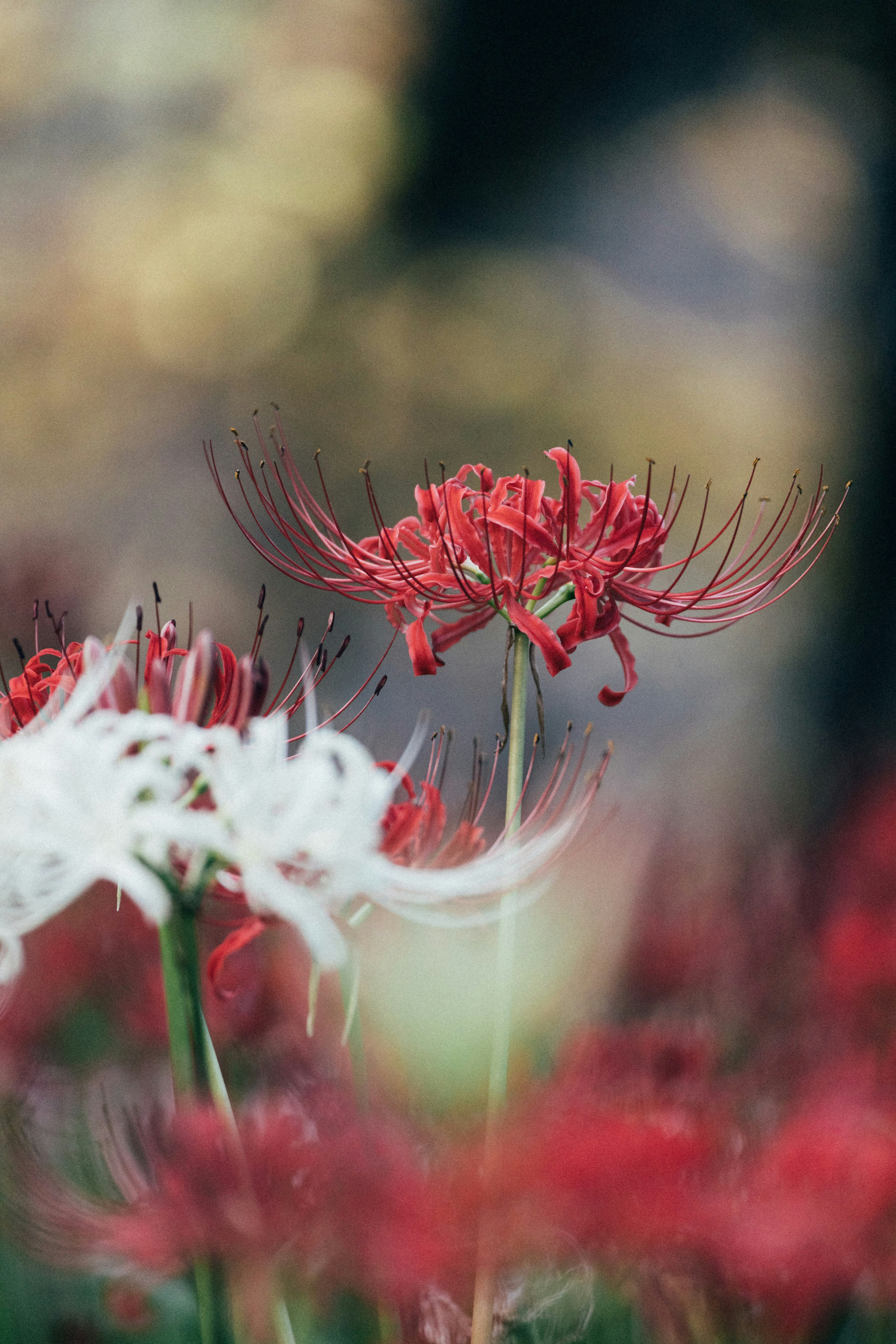 Photo by tsuyoshikozu