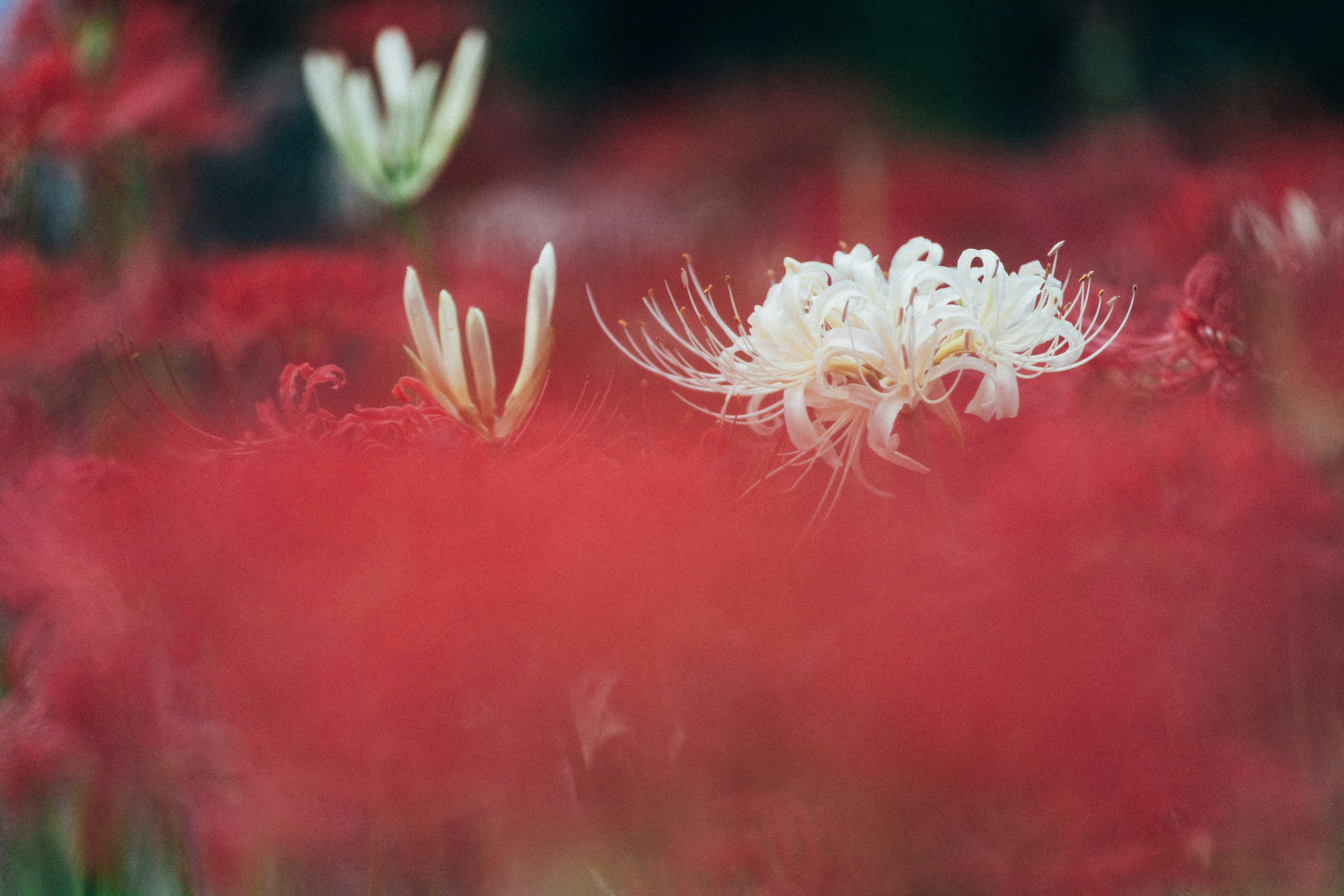 Photo by tsuyoshikozu