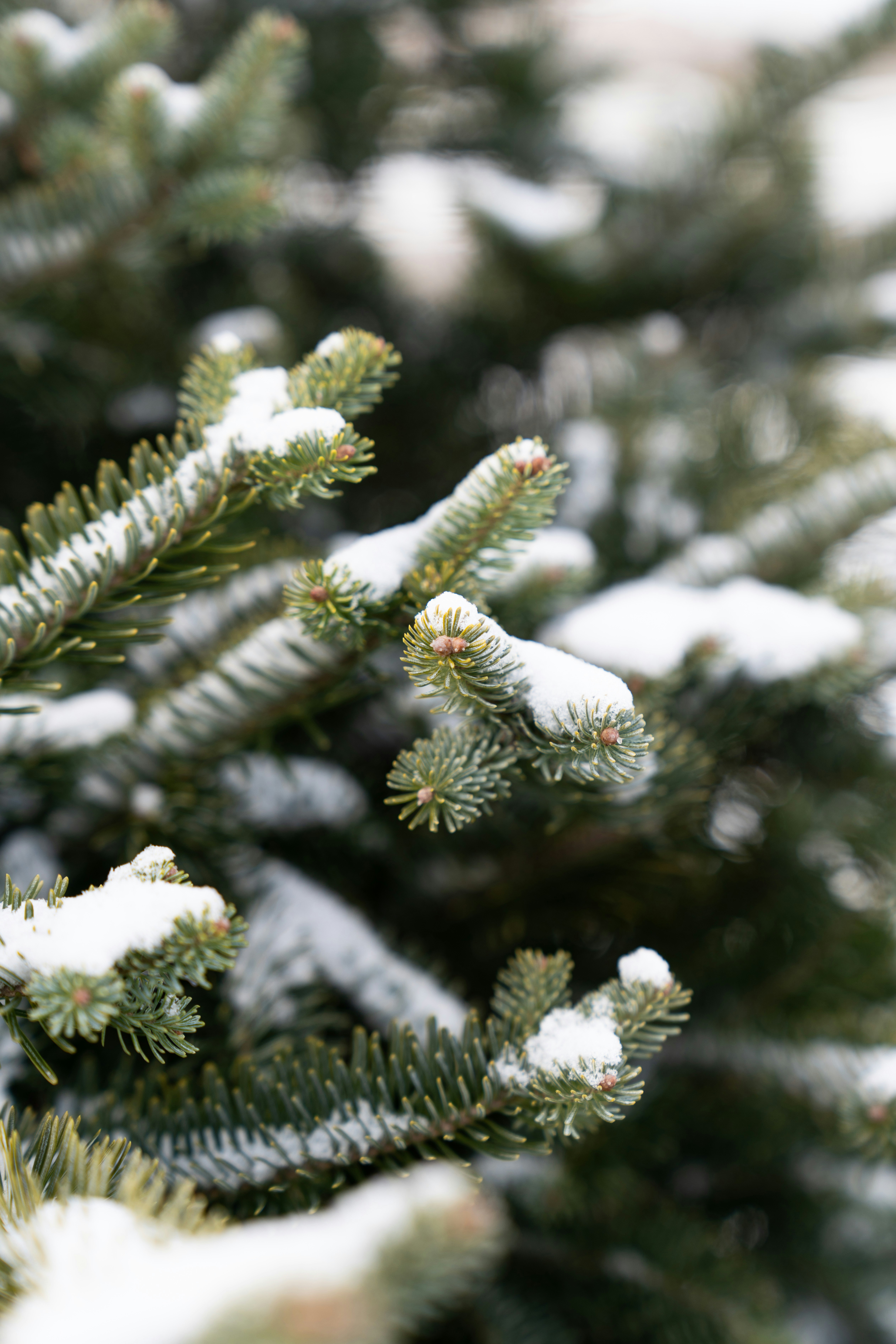 Photo by kristenelizabethphoto