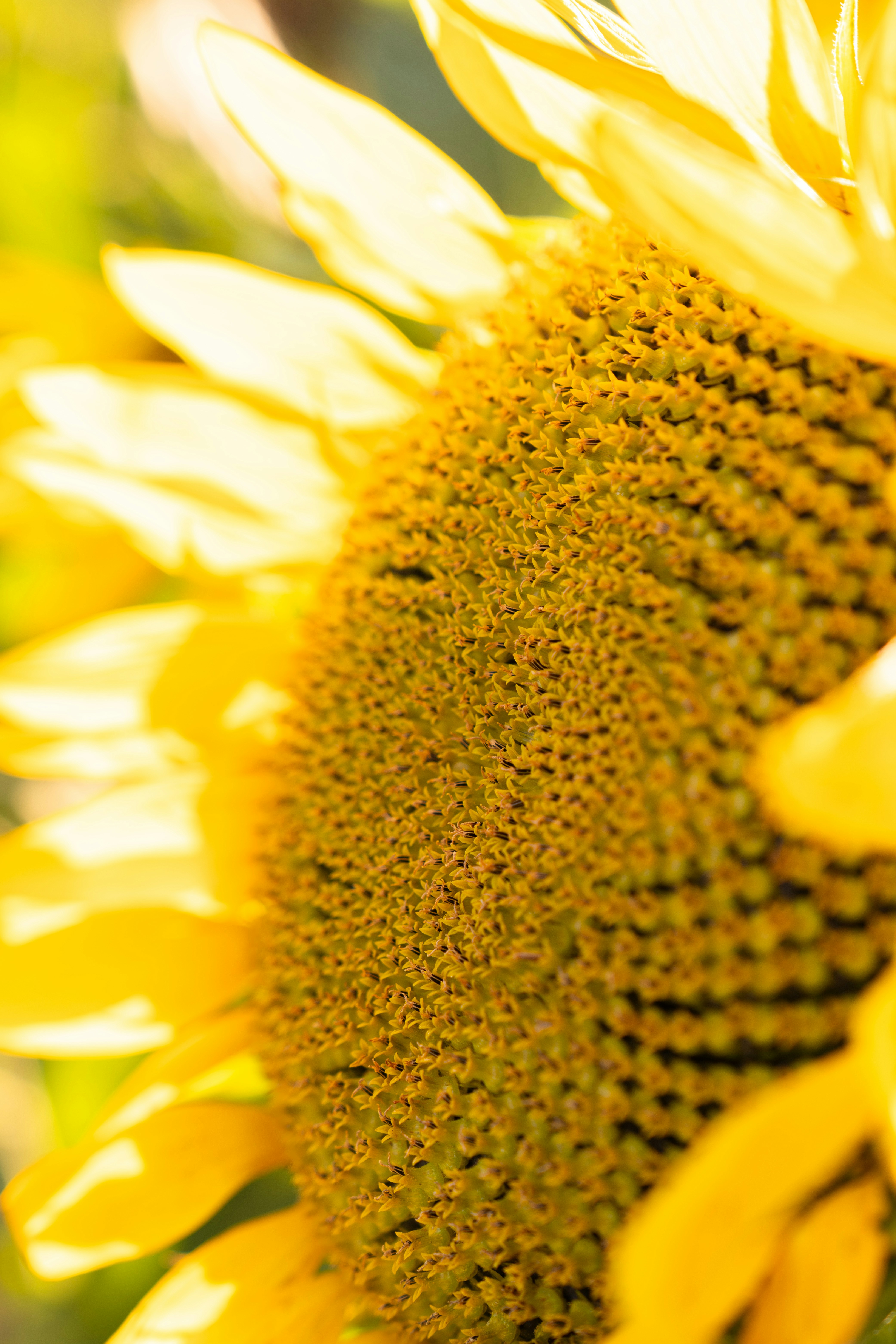 Photo by kristenelizabethphoto