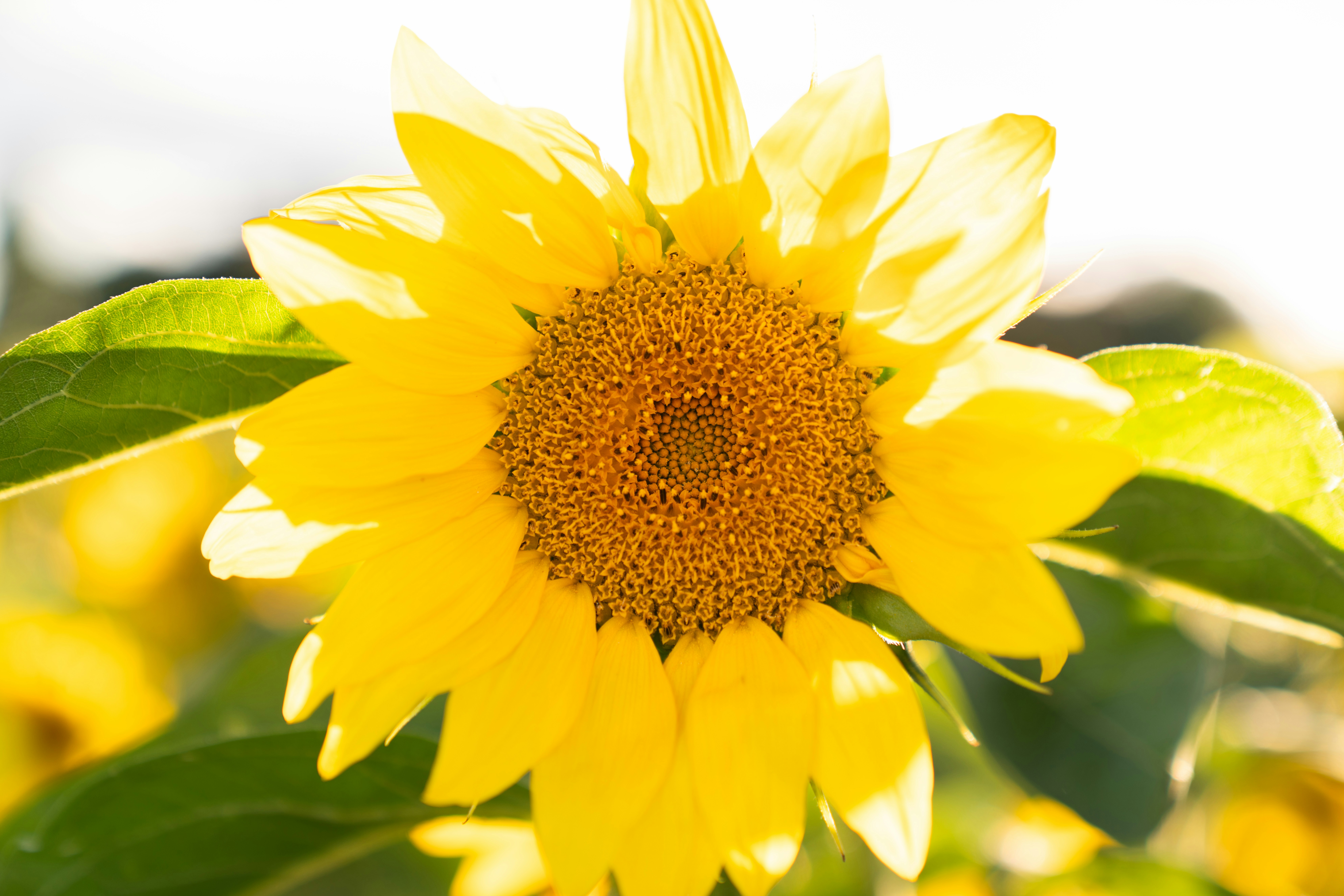 Photo by kristenelizabethphoto