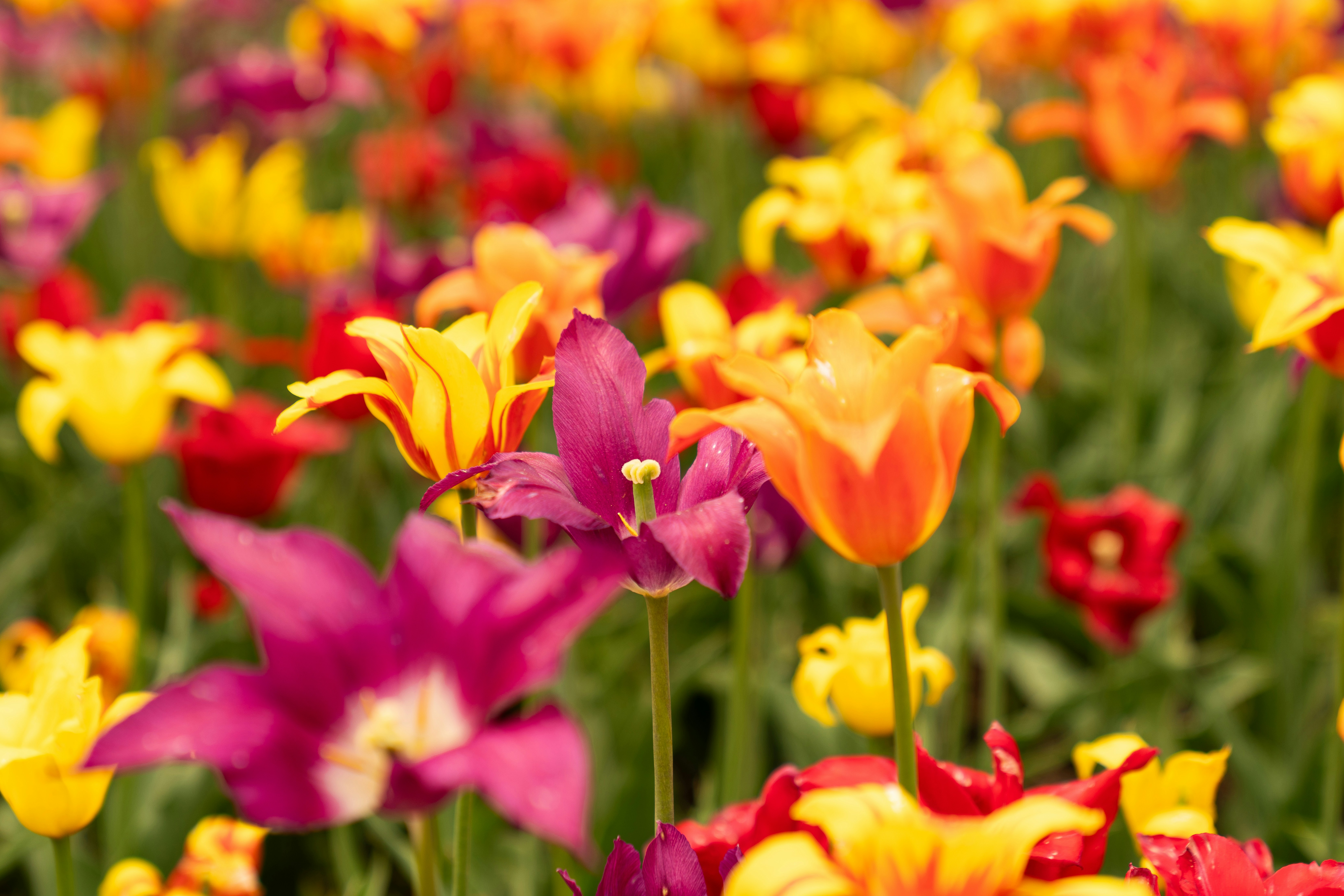 Photo by kristenelizabethphoto