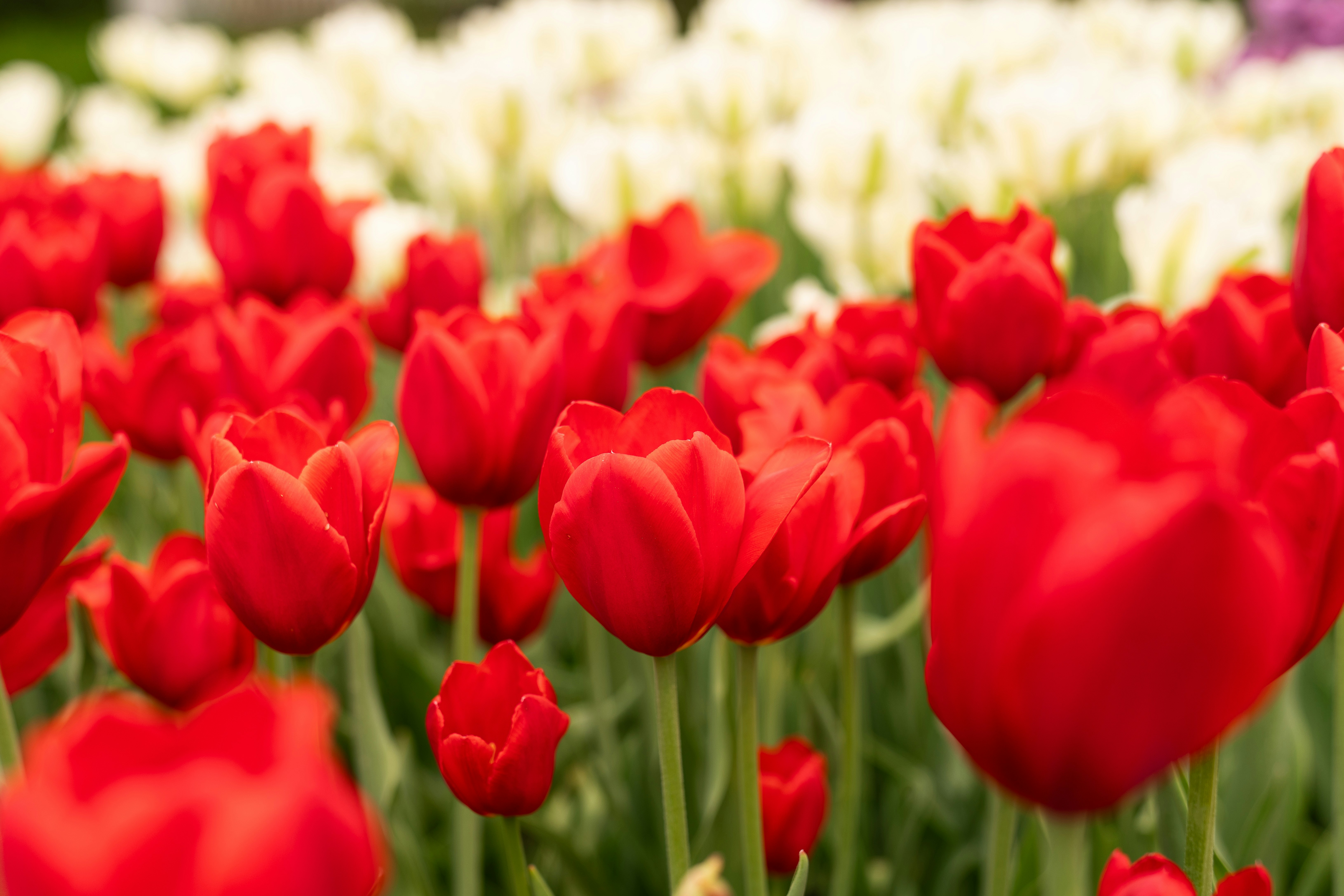 Photo by kristenelizabethphoto