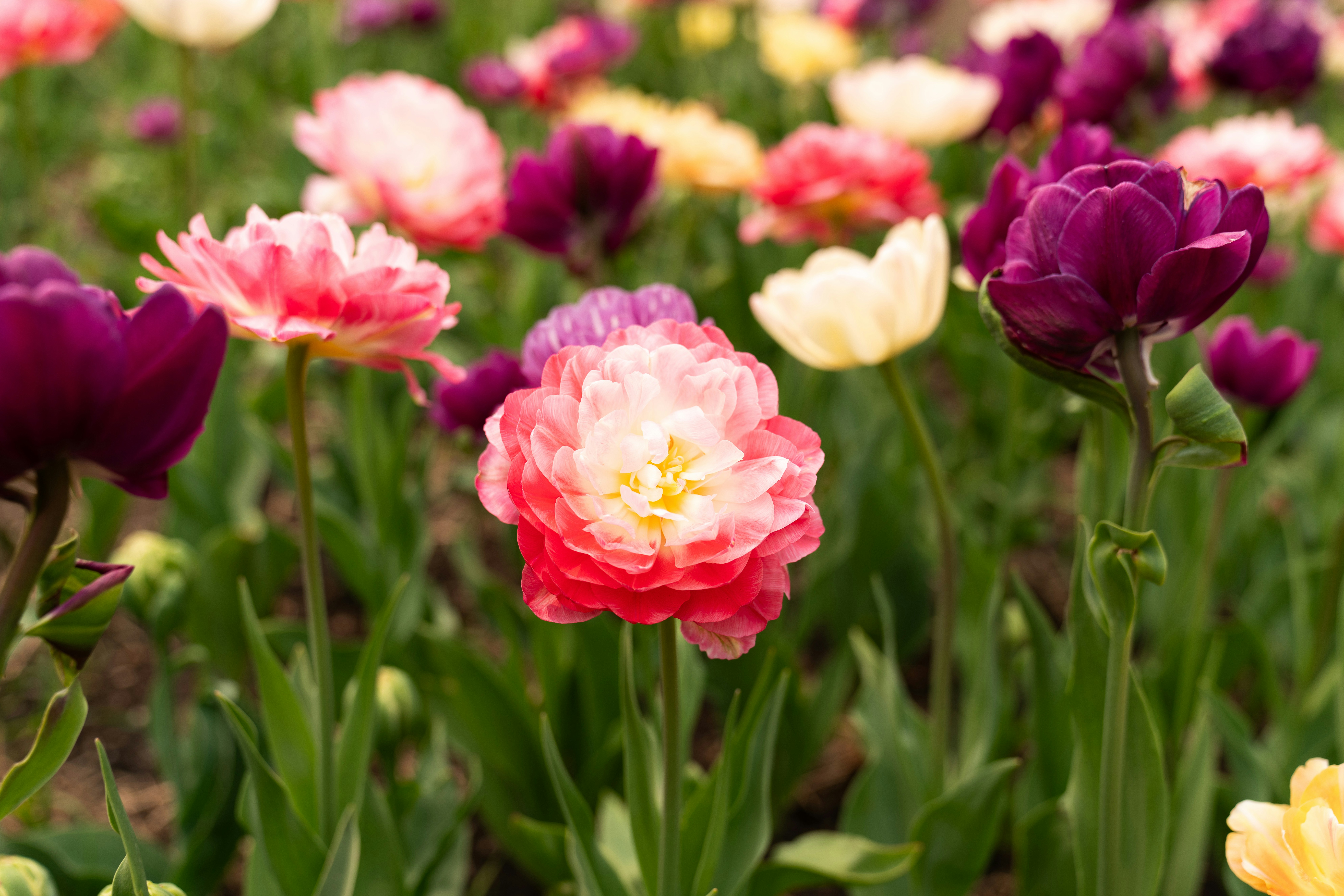 Photo by kristenelizabethphoto