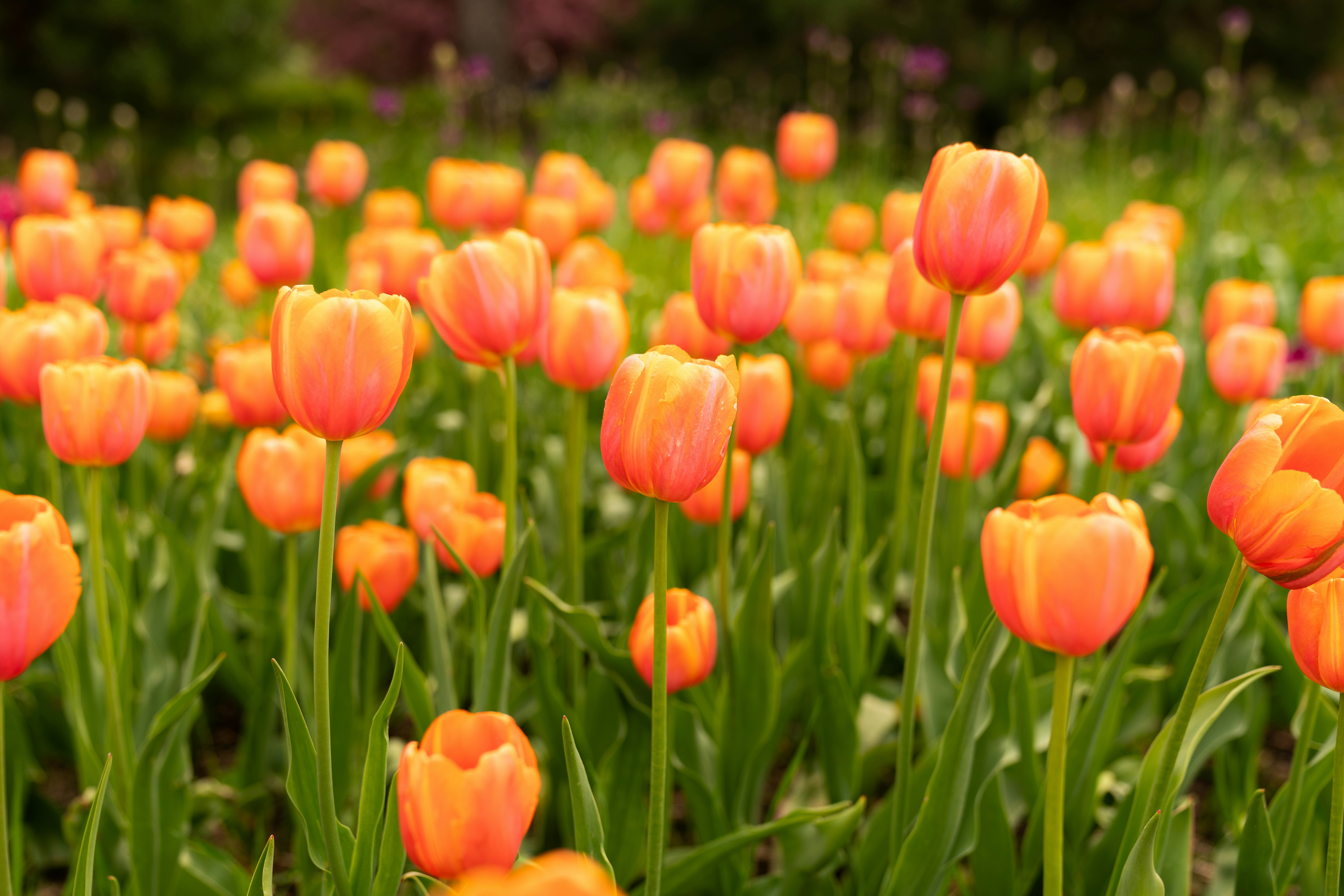 Photo by kristenelizabethphoto