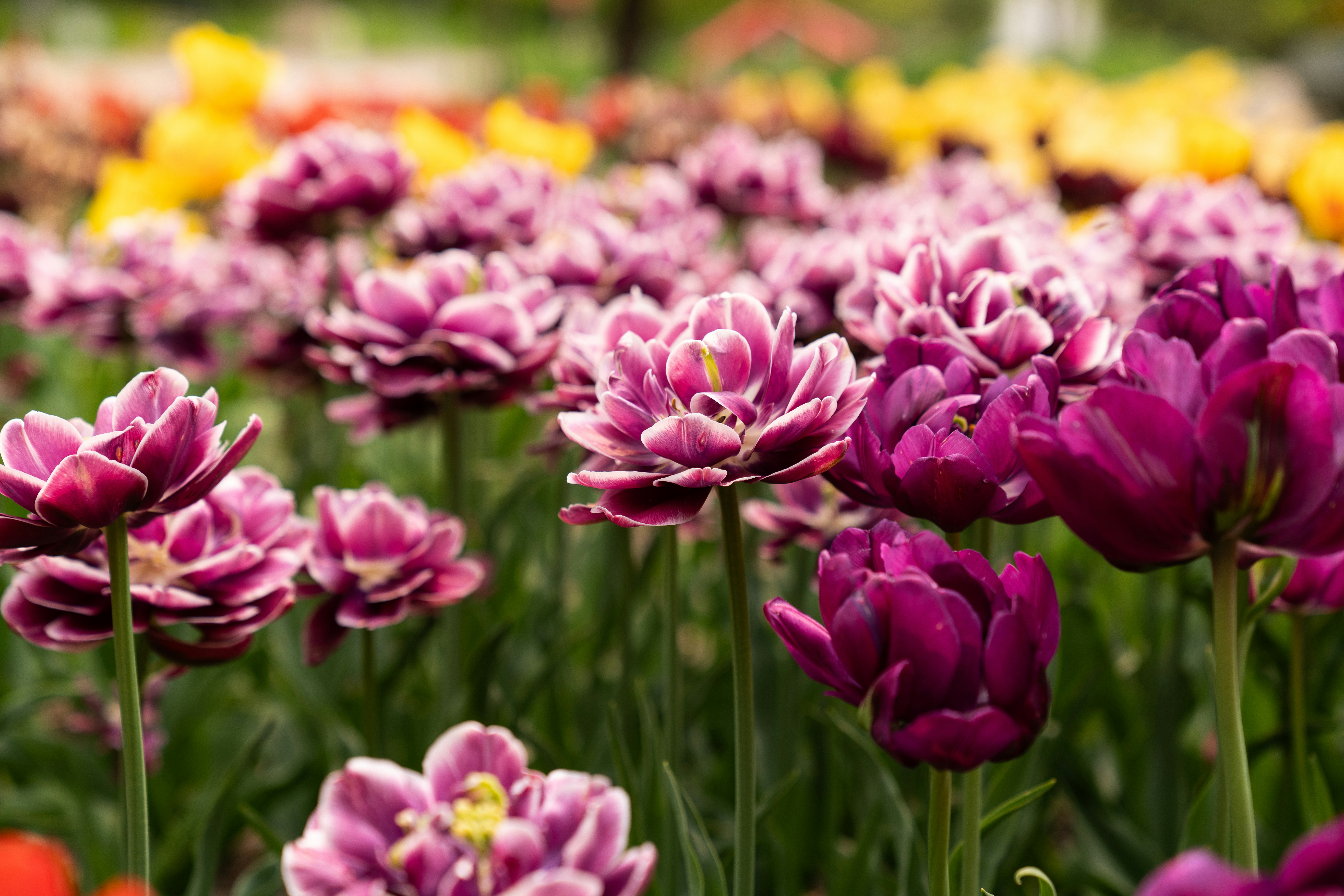 Photo by kristenelizabethphoto