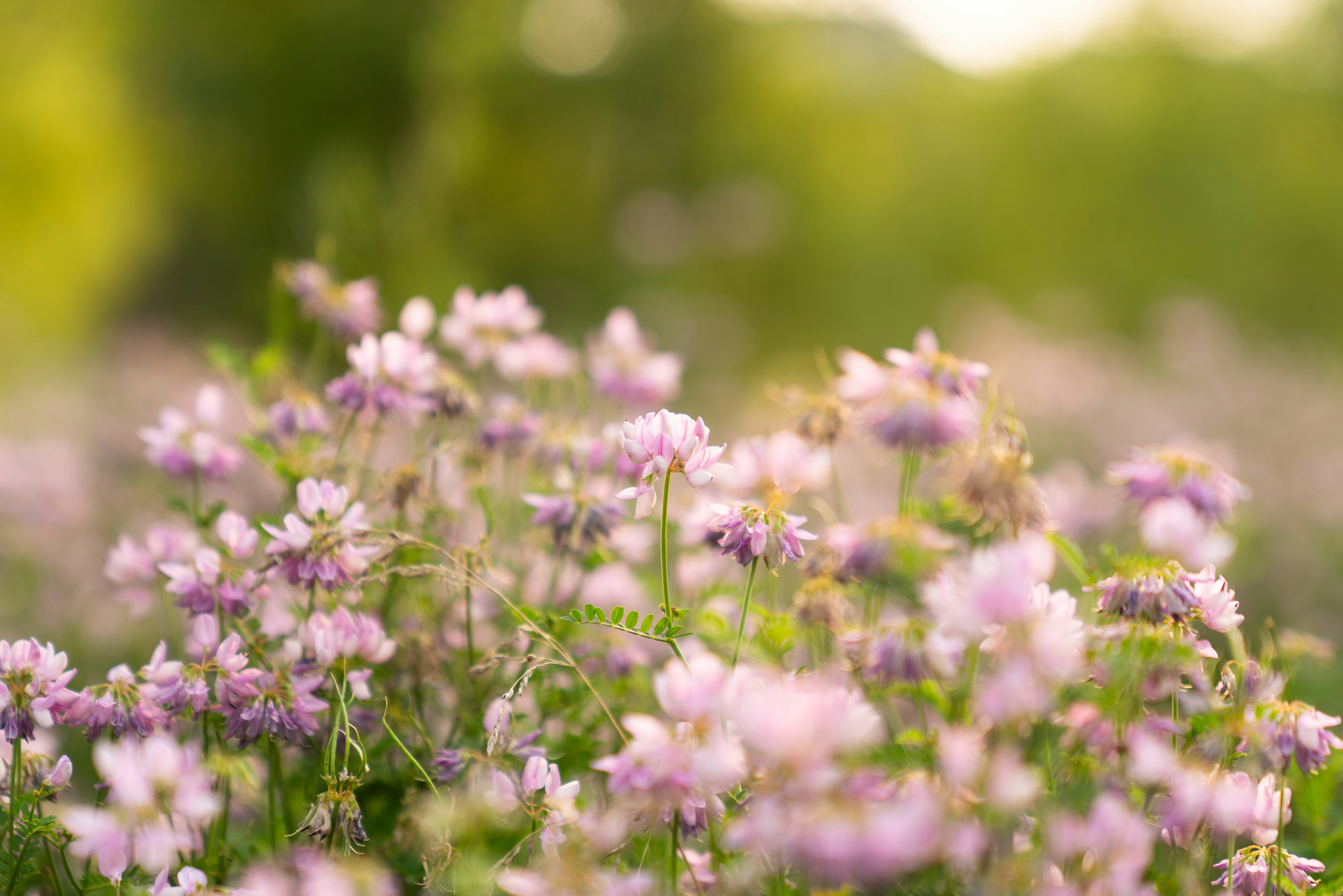 Photo by kristenelizabethphoto