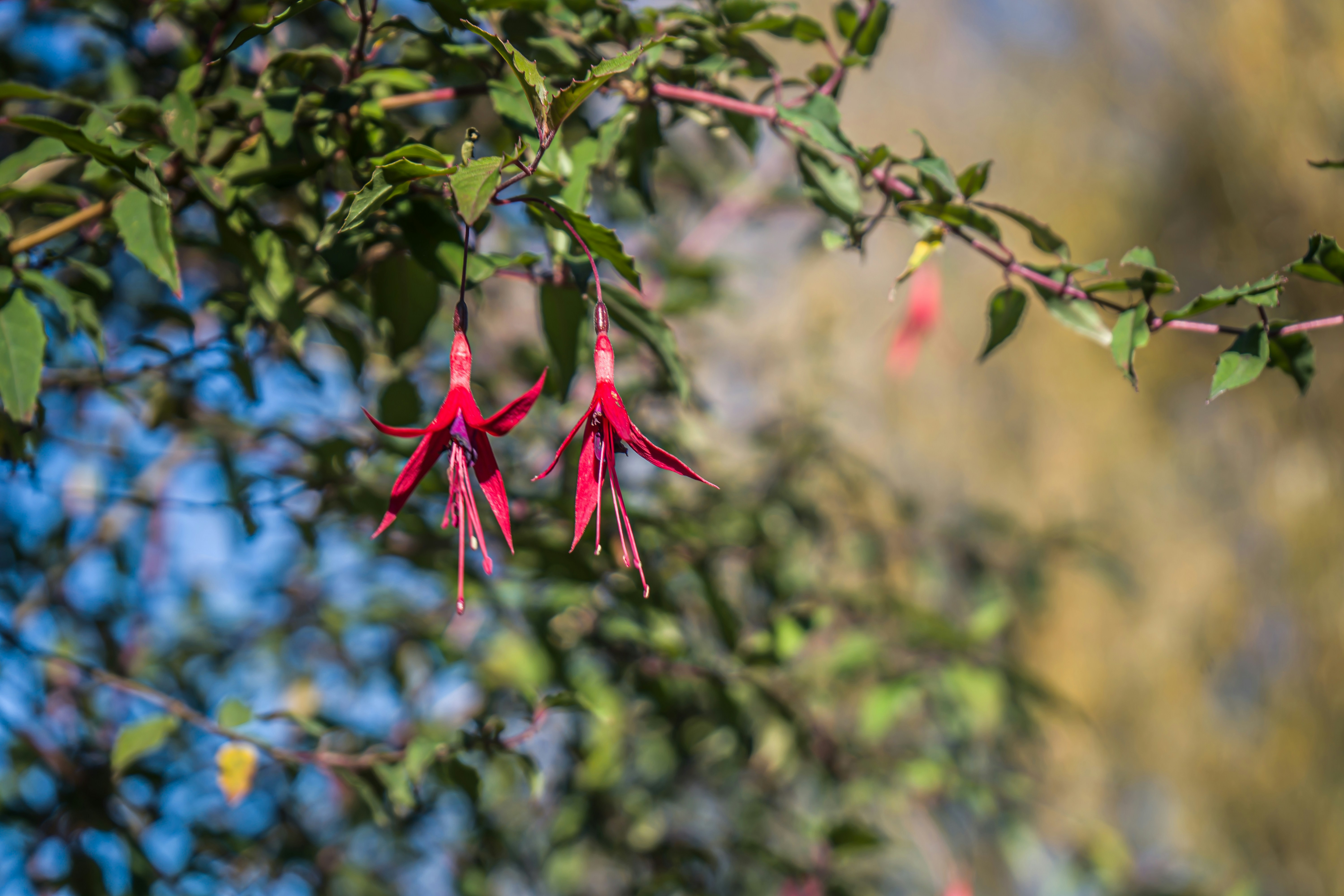 A red flower is hanging from a tree