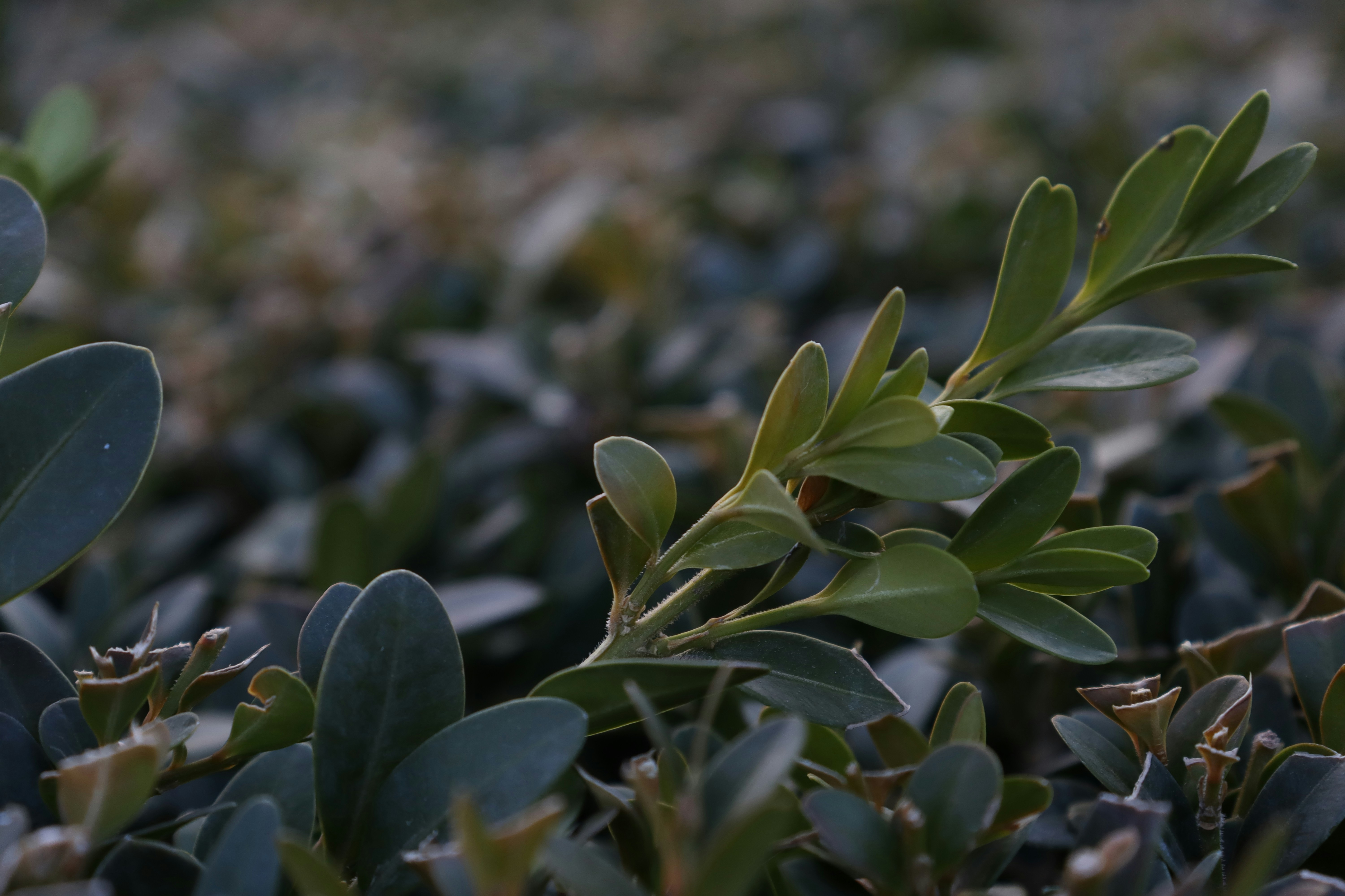 A close up of a plant with green leaves