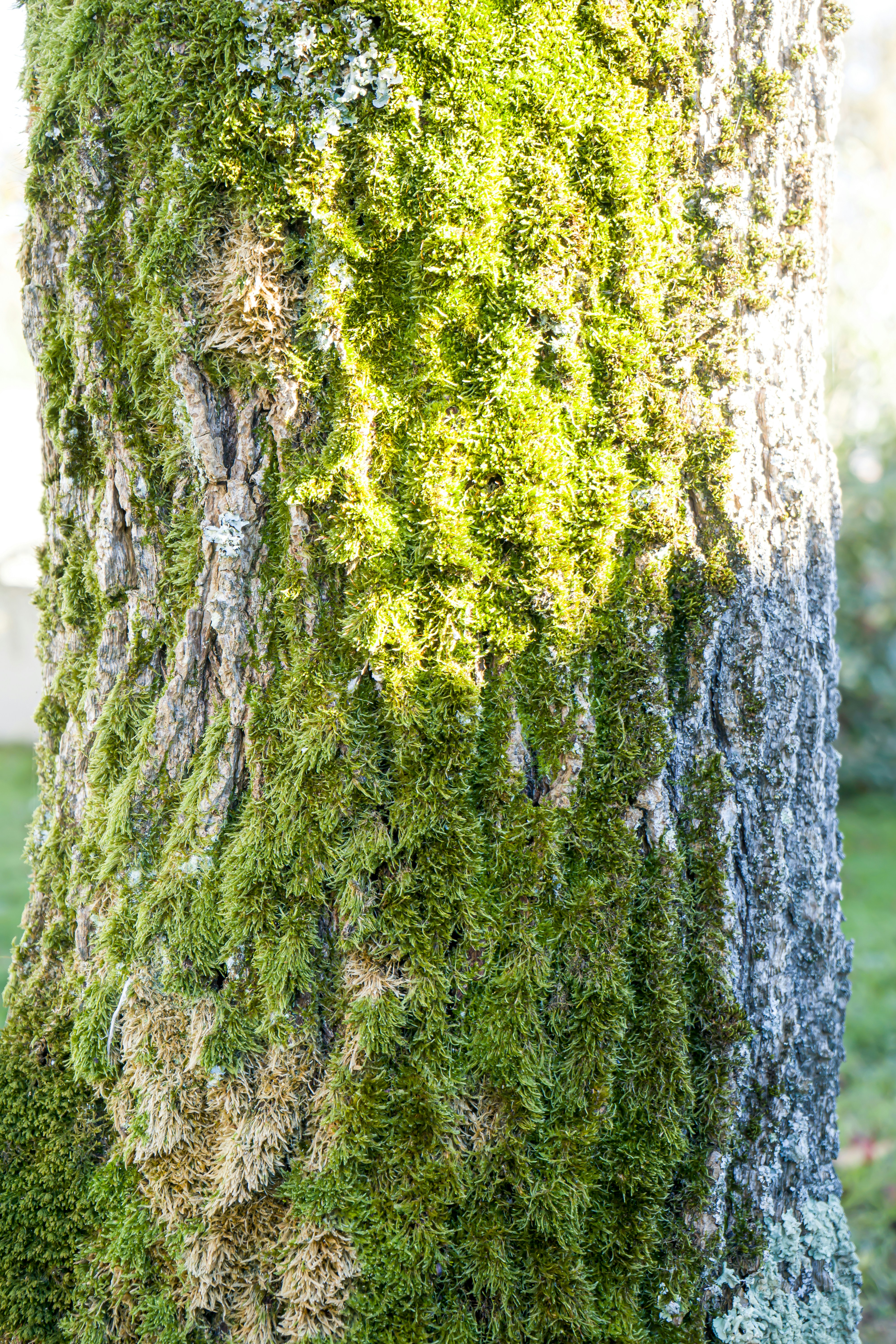 A moss covered tree trunk in a park