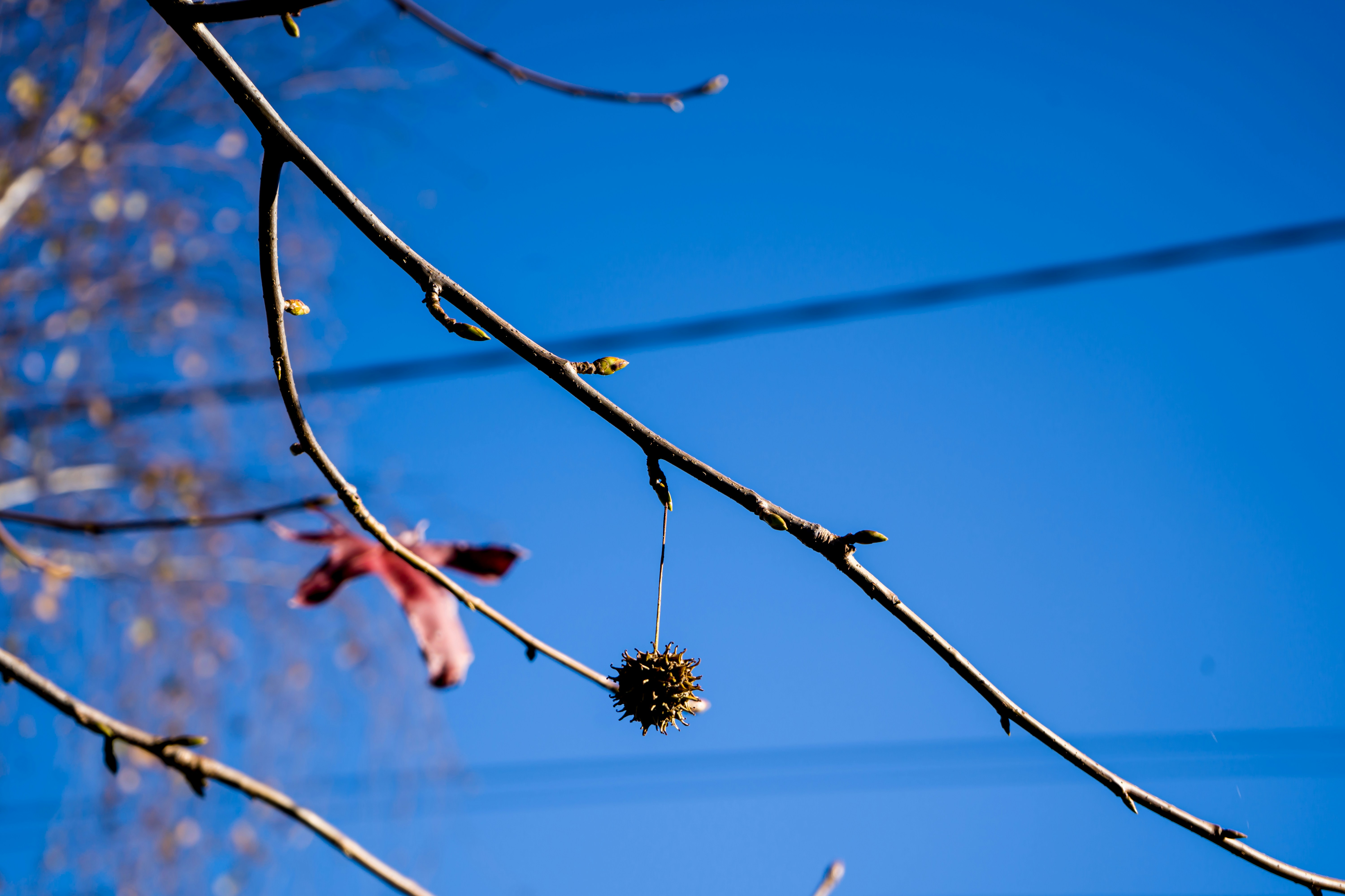 A tree branch with a red flower hanging from it