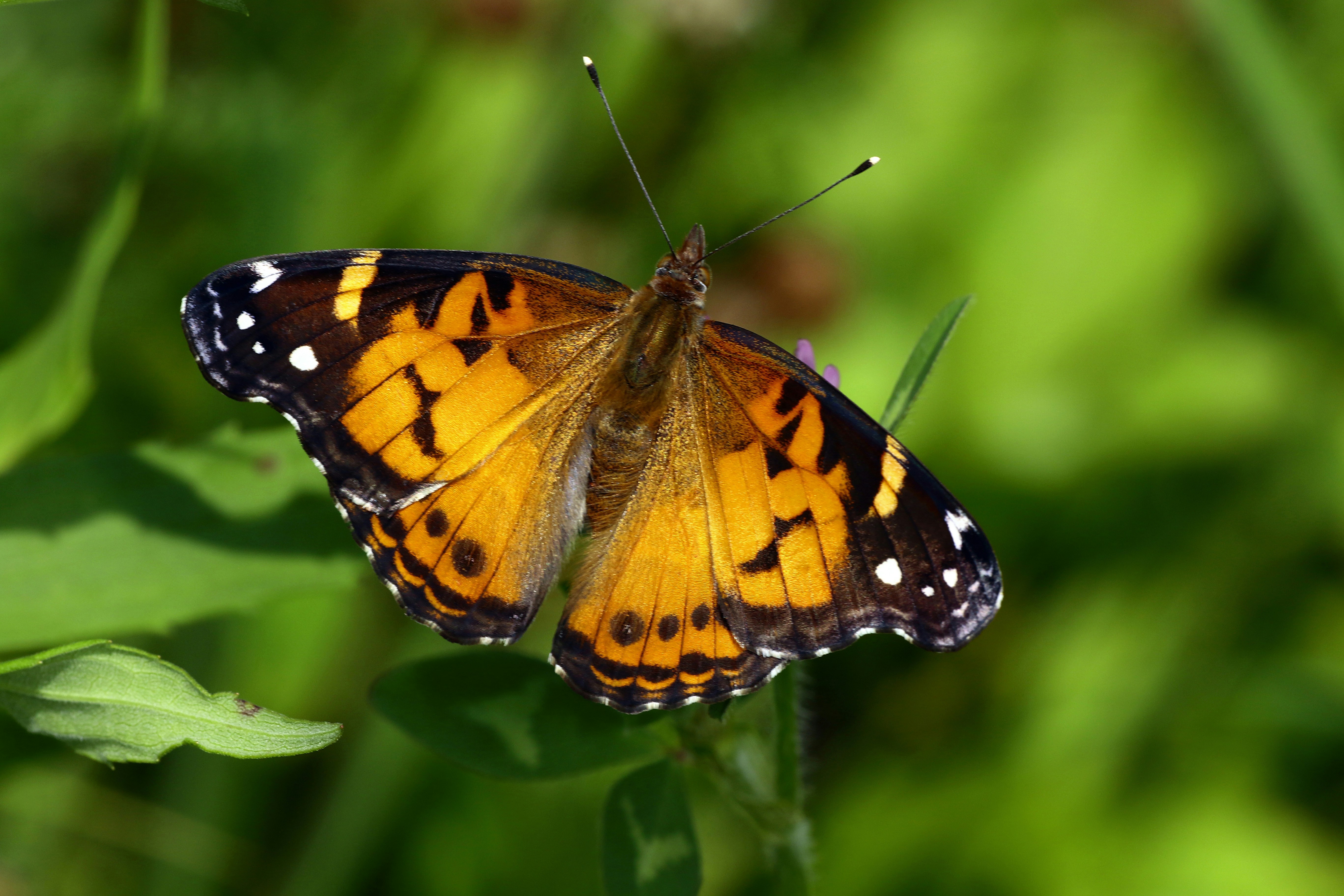 Photo by telliottmbamsc