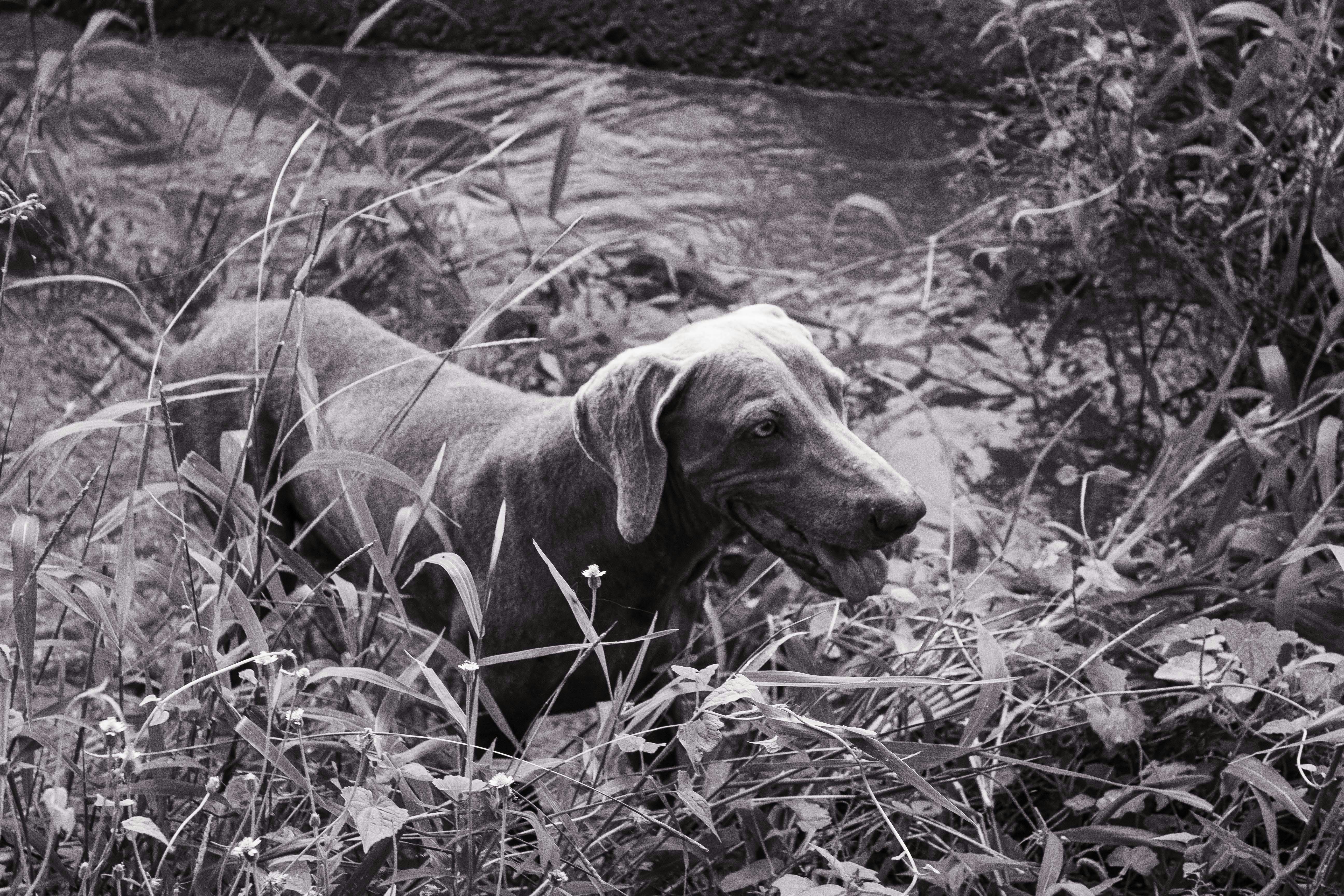 A black and white photo of a dog in a field