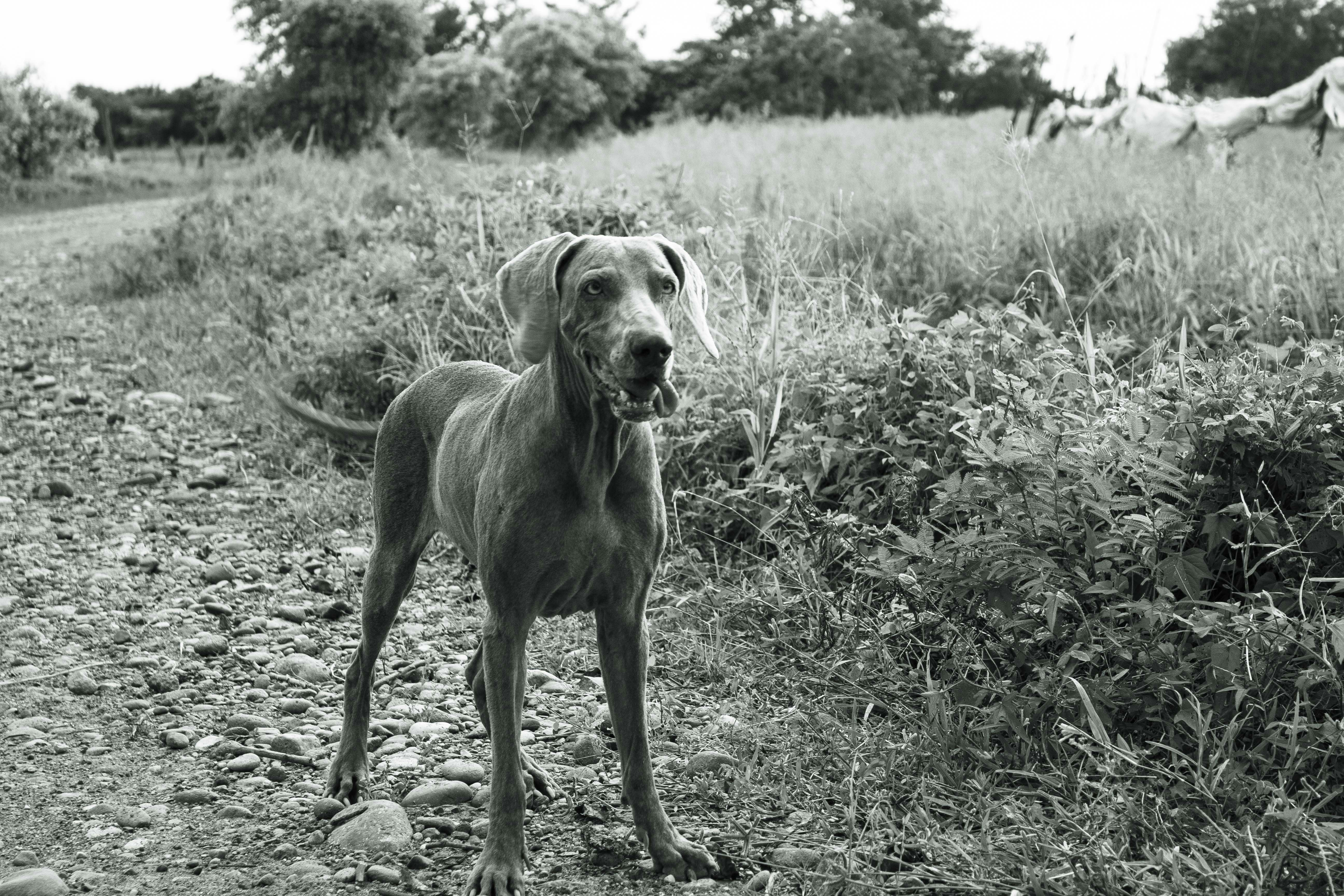 A dog standing in the middle of a field