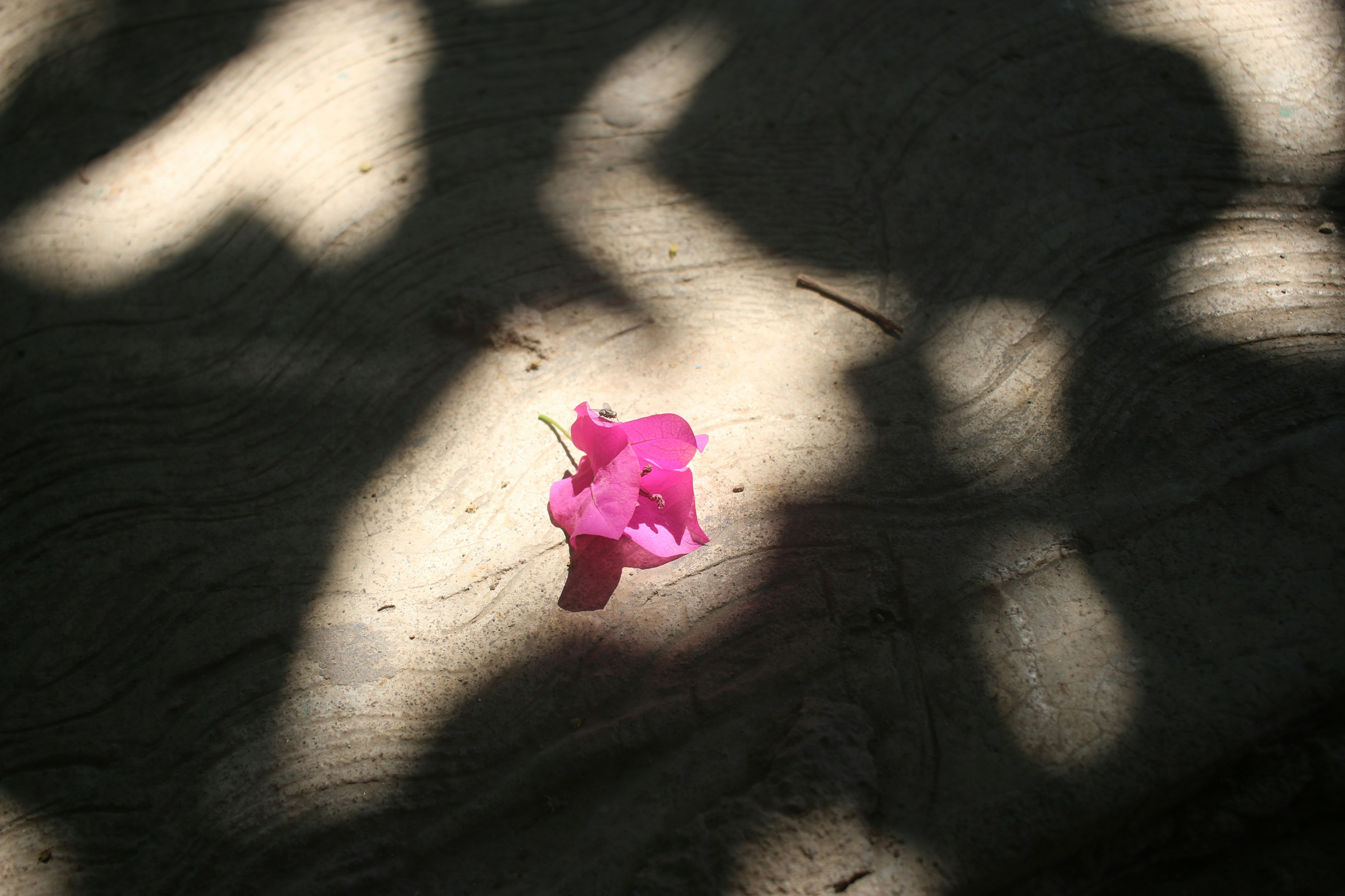 A pink flower sitting on top of a wooden table