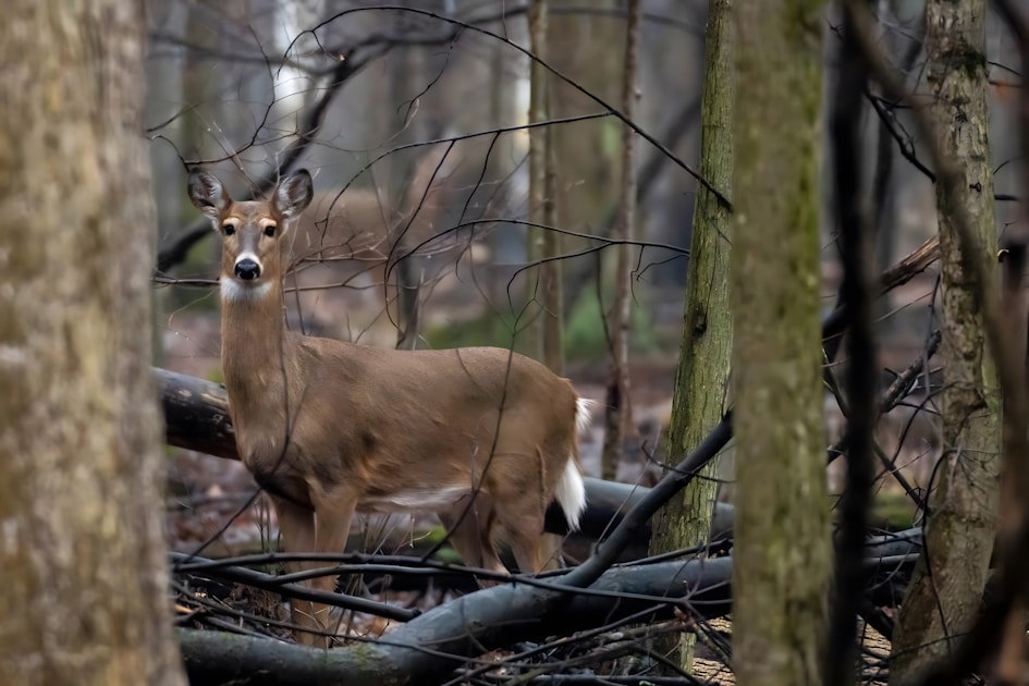 Hunter climbing tree stand with safety harness and lineman belt in hardwood forest
