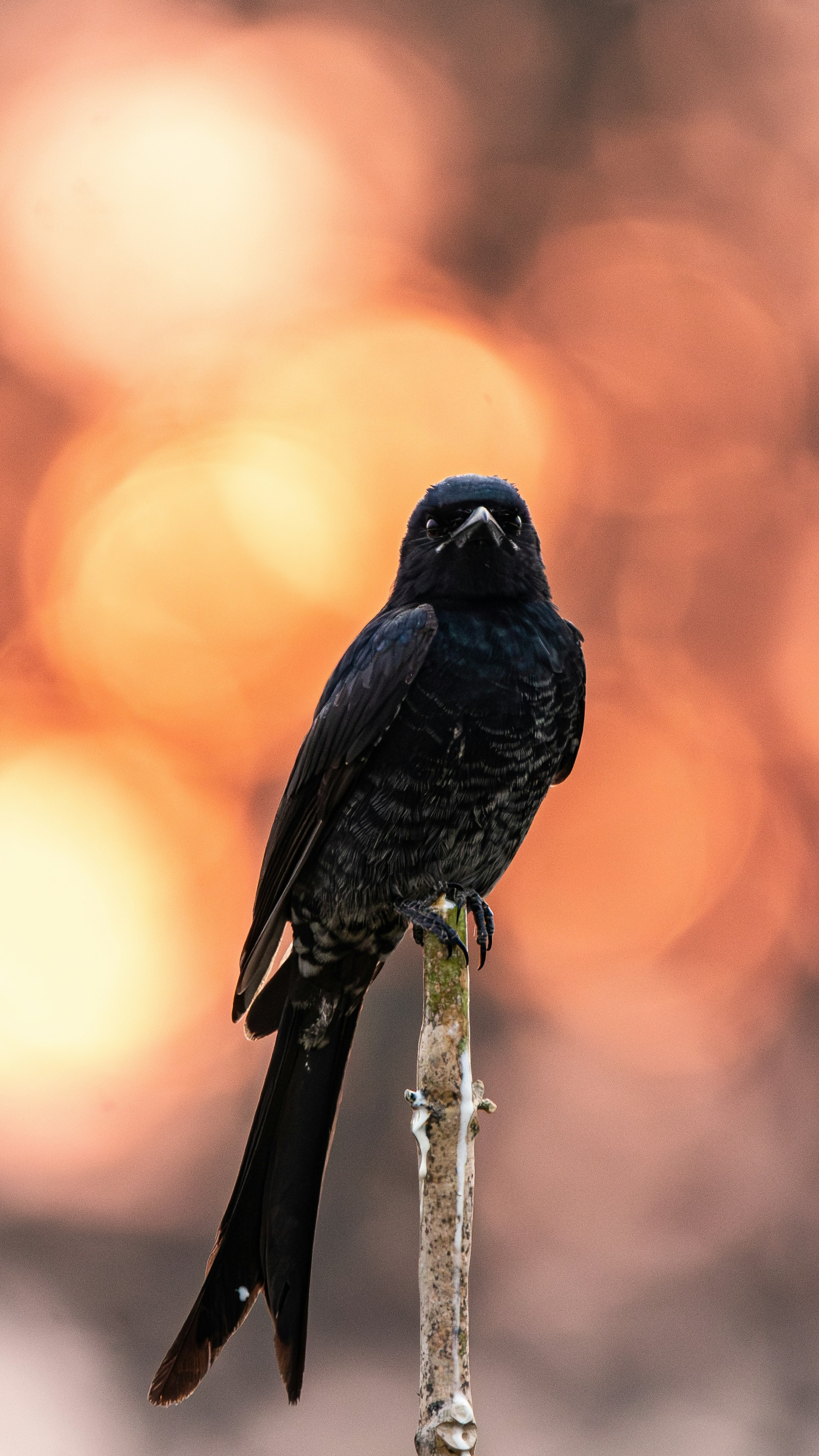 Photo by saiteja_varma