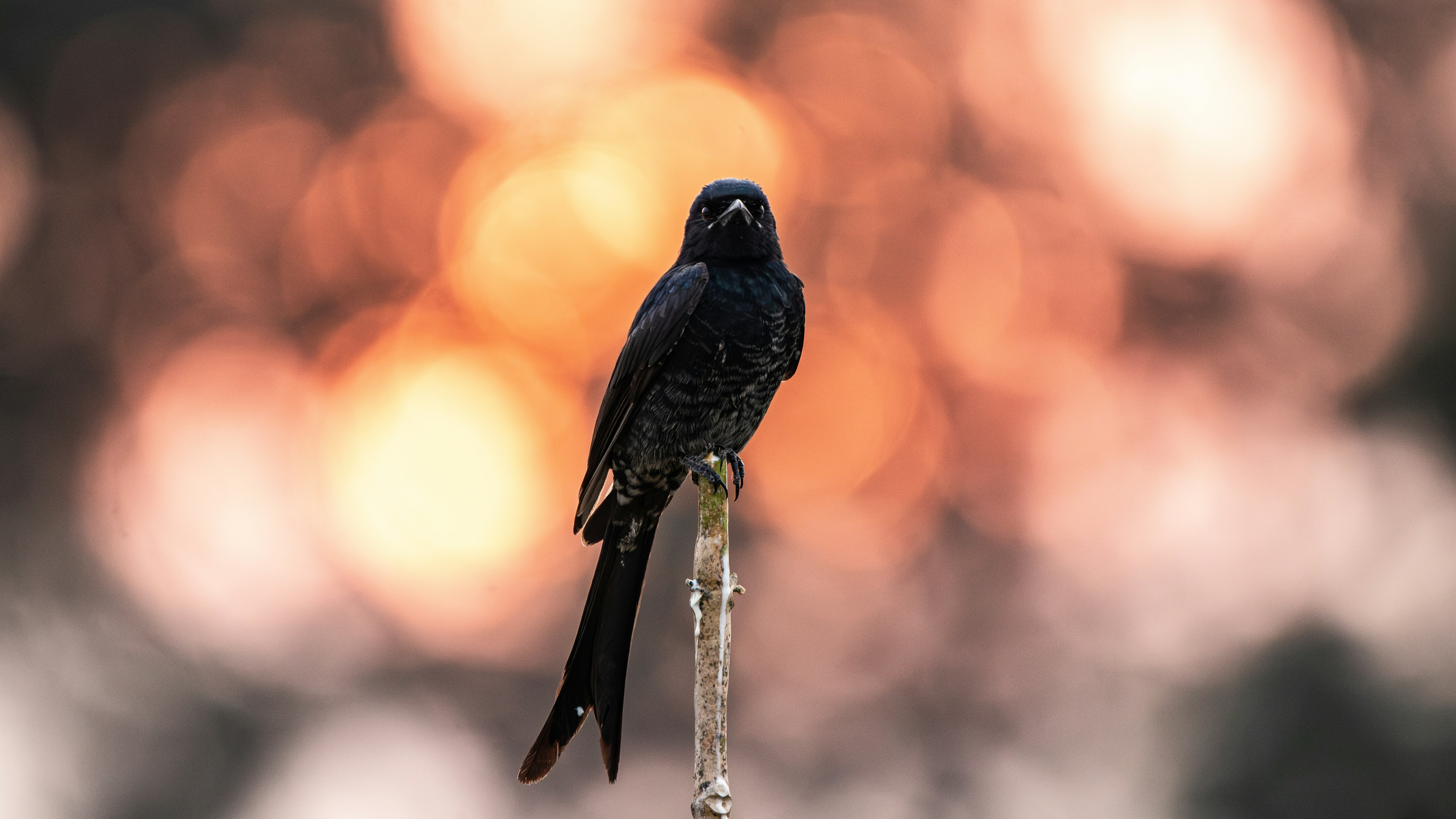 Photo by saiteja_varma