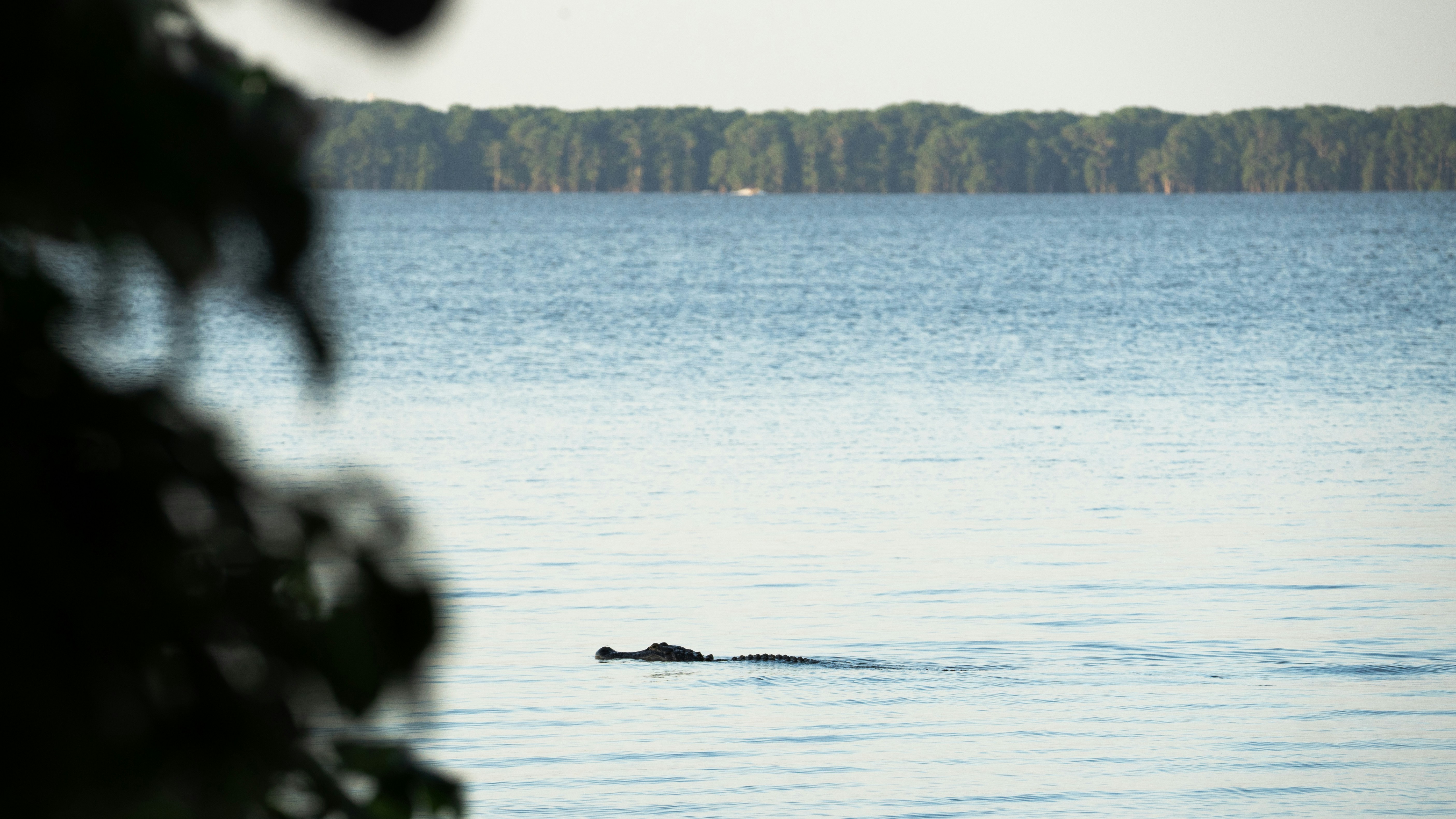 A large body of water with trees in the background