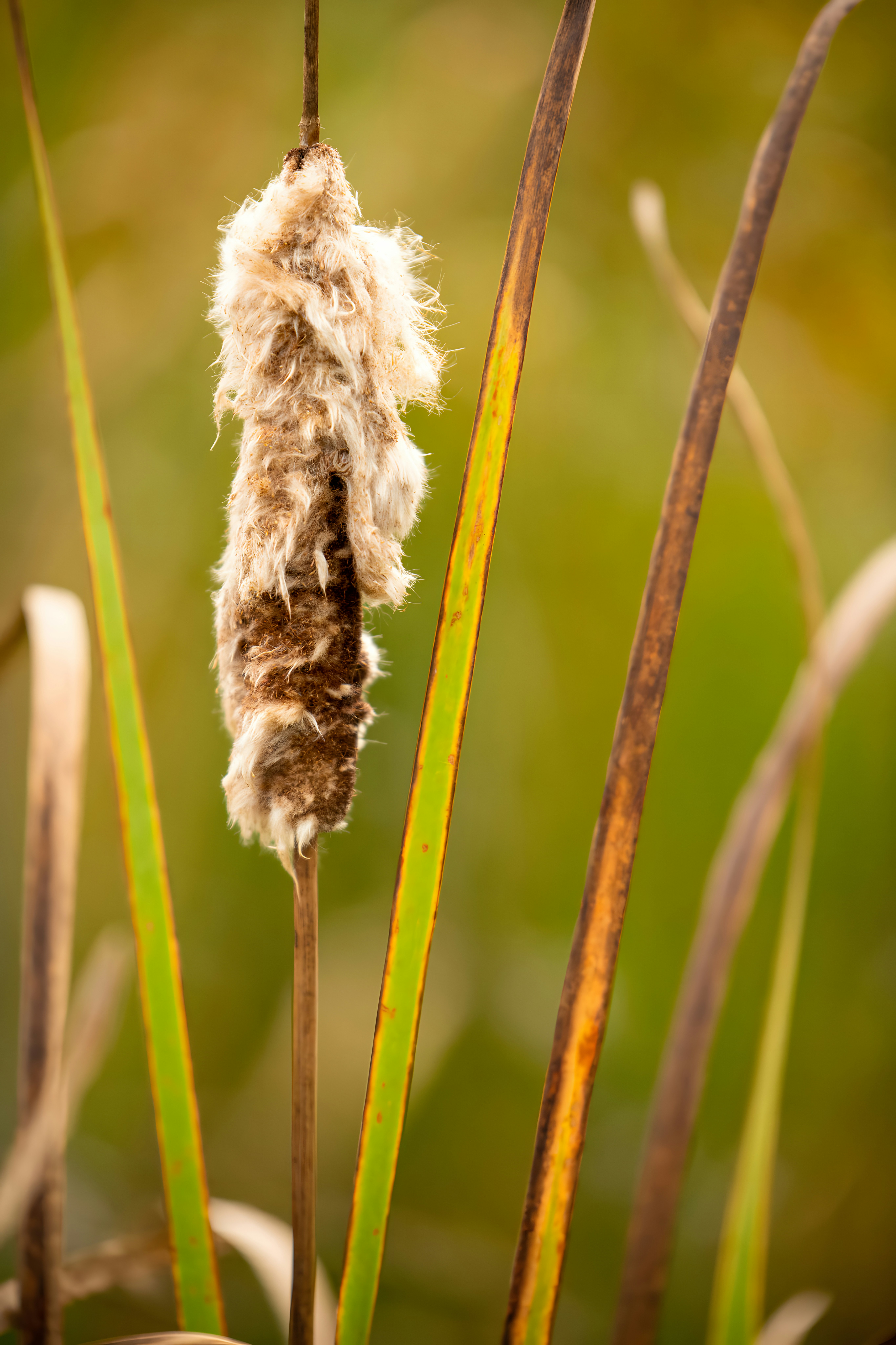 A close up of a plant with long thin stems