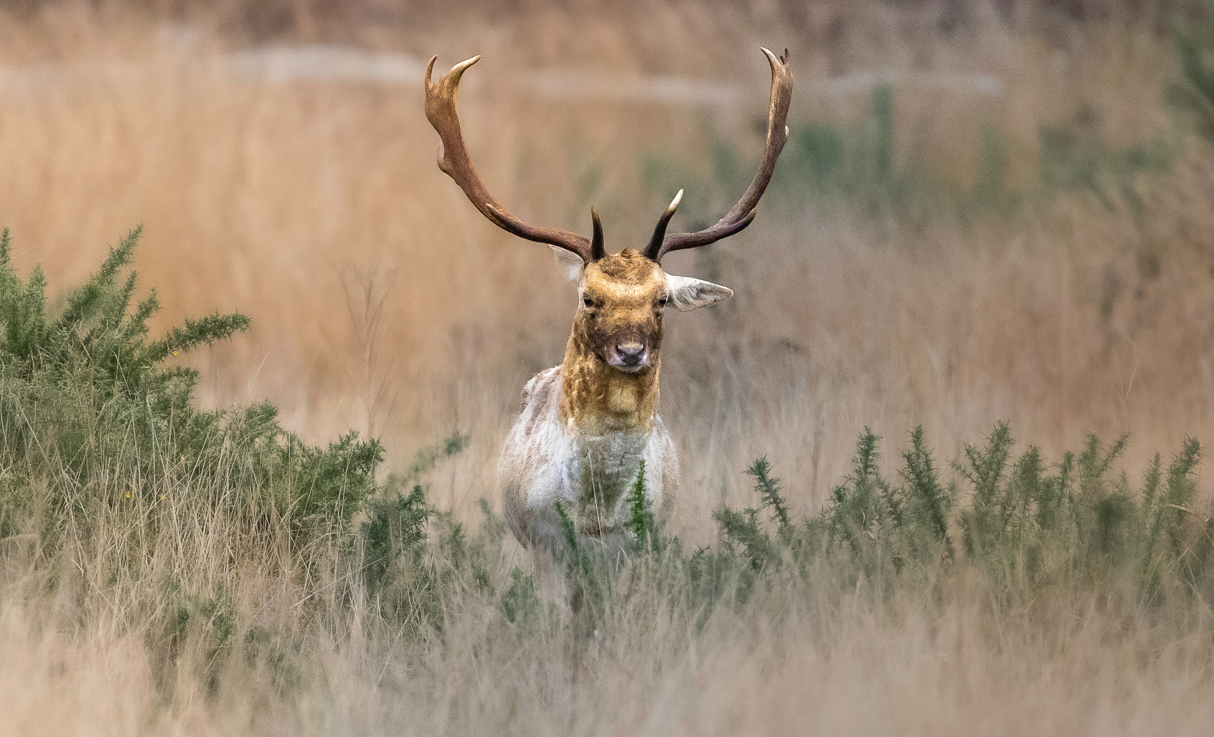 Fauna - Odocoileus hemionus - 20230530