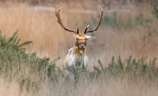 A deer with antlers running through tall grass