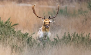A deer with antlers running through tall grass